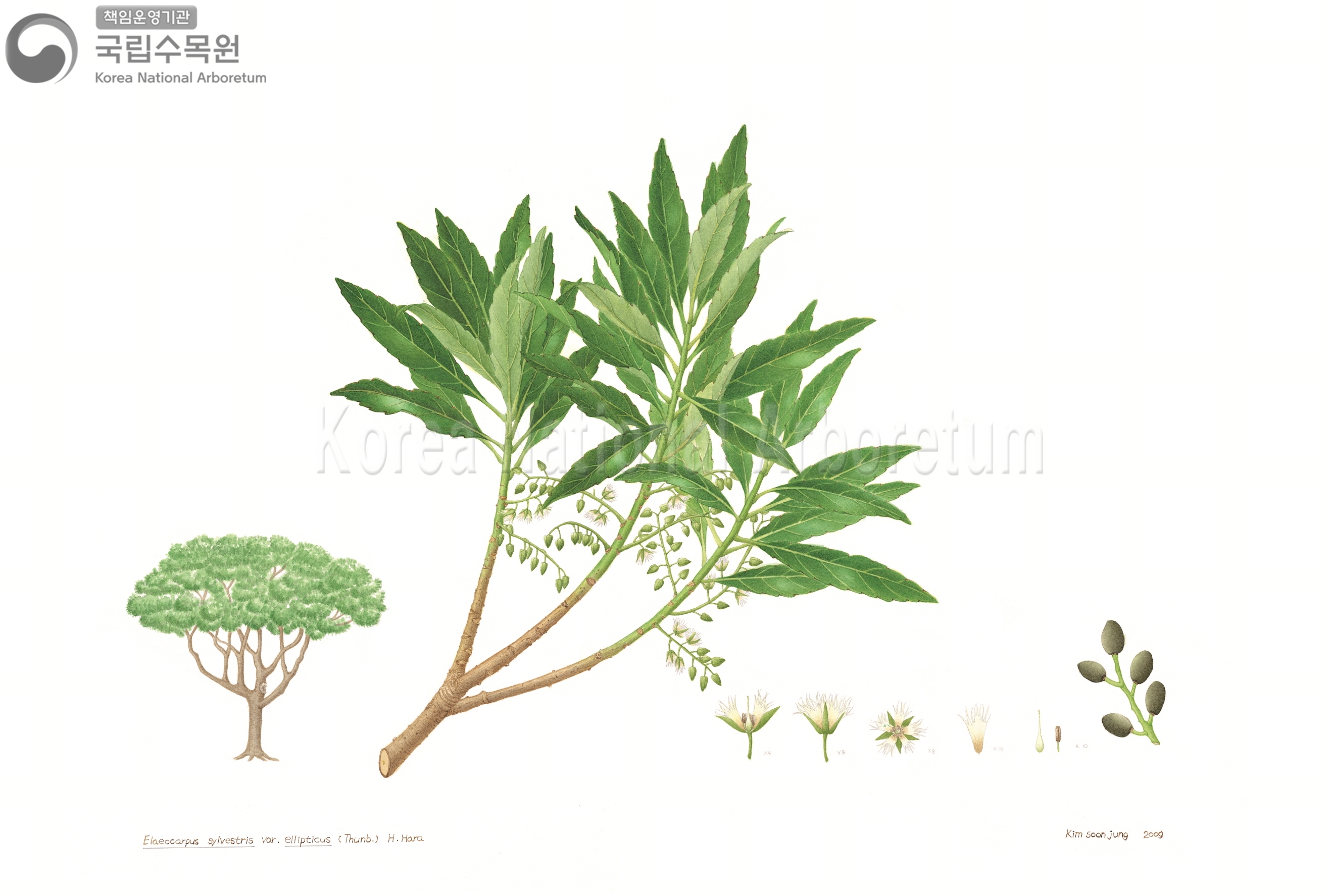 Plant Illustration Detailed View