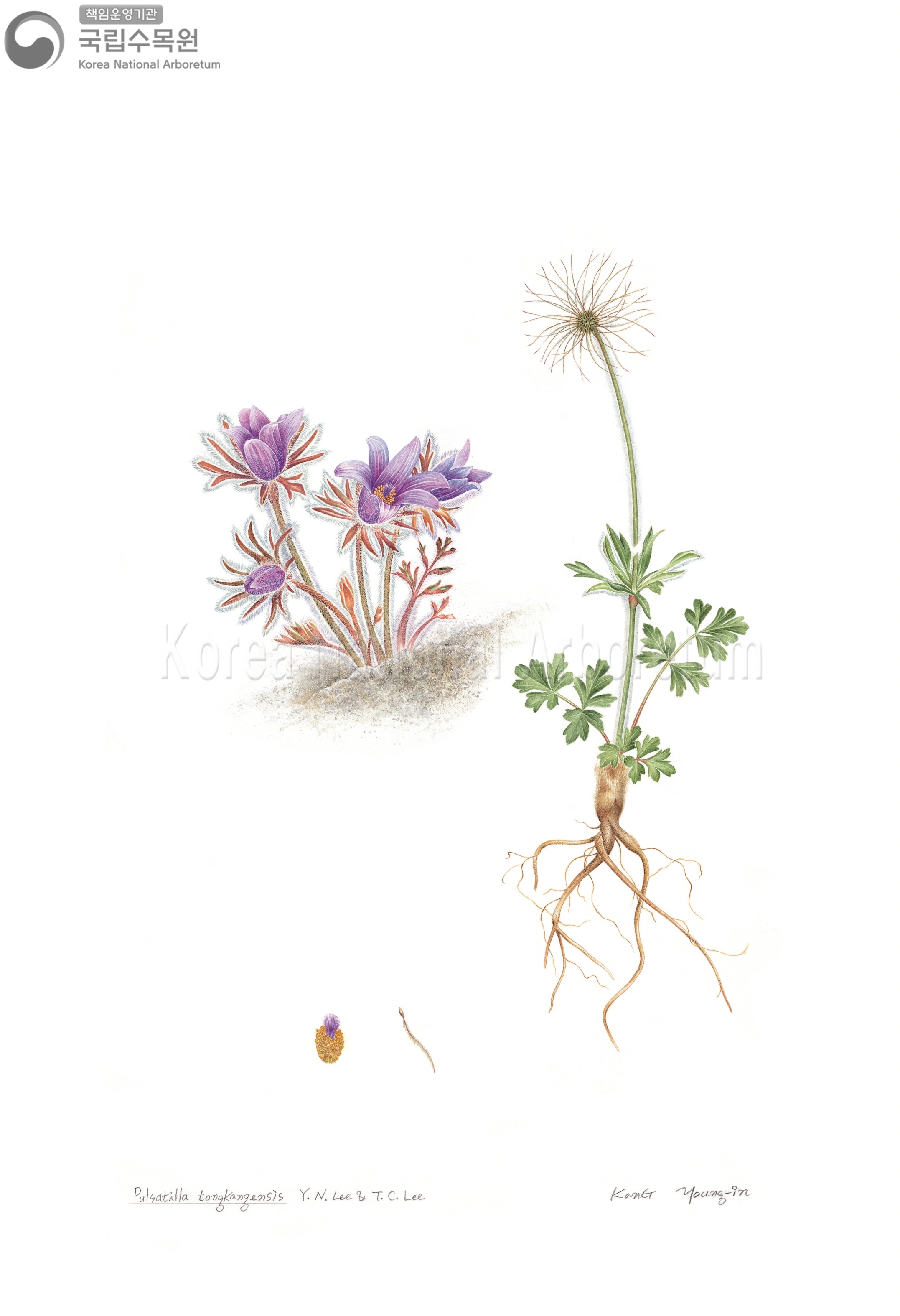 Plant Illustration Detailed View