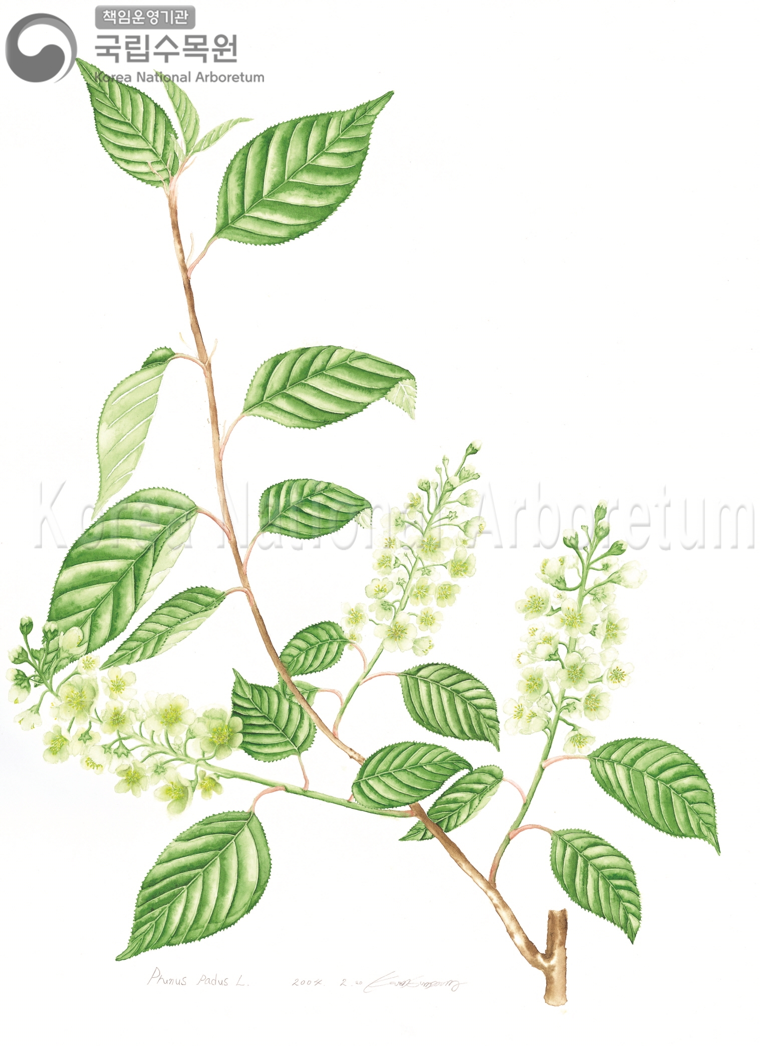 Plant Illustration Detailed View