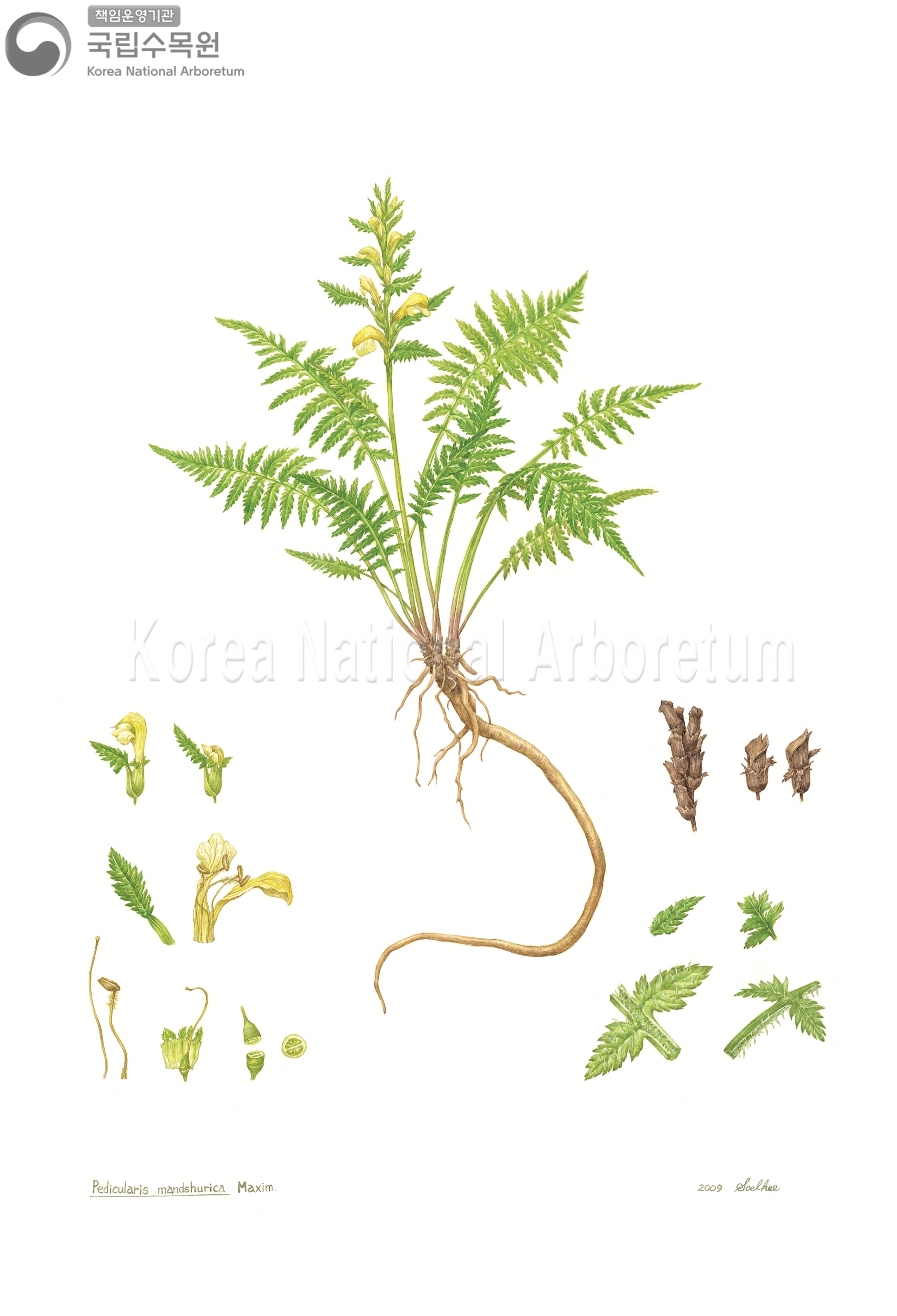 Plant Illustration Detailed View