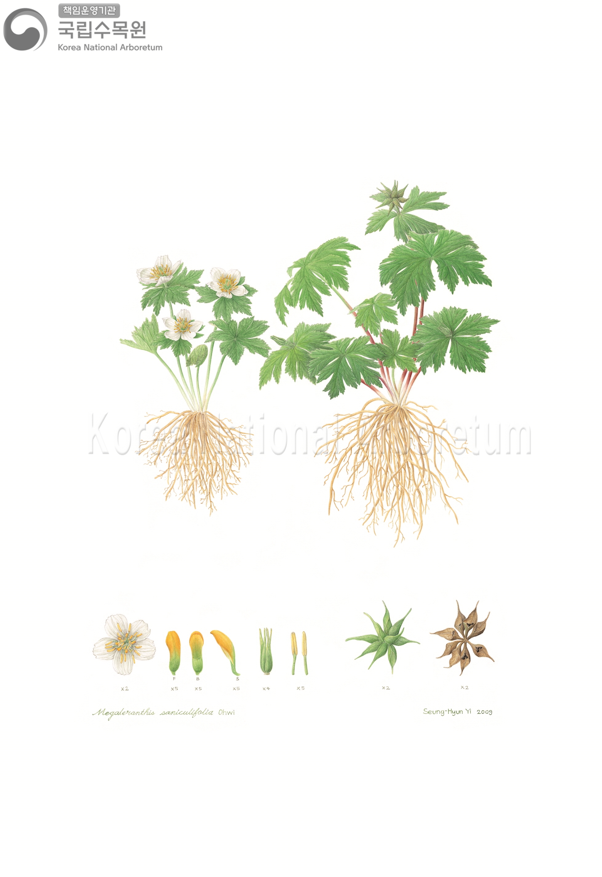 Plant Illustration Detailed View