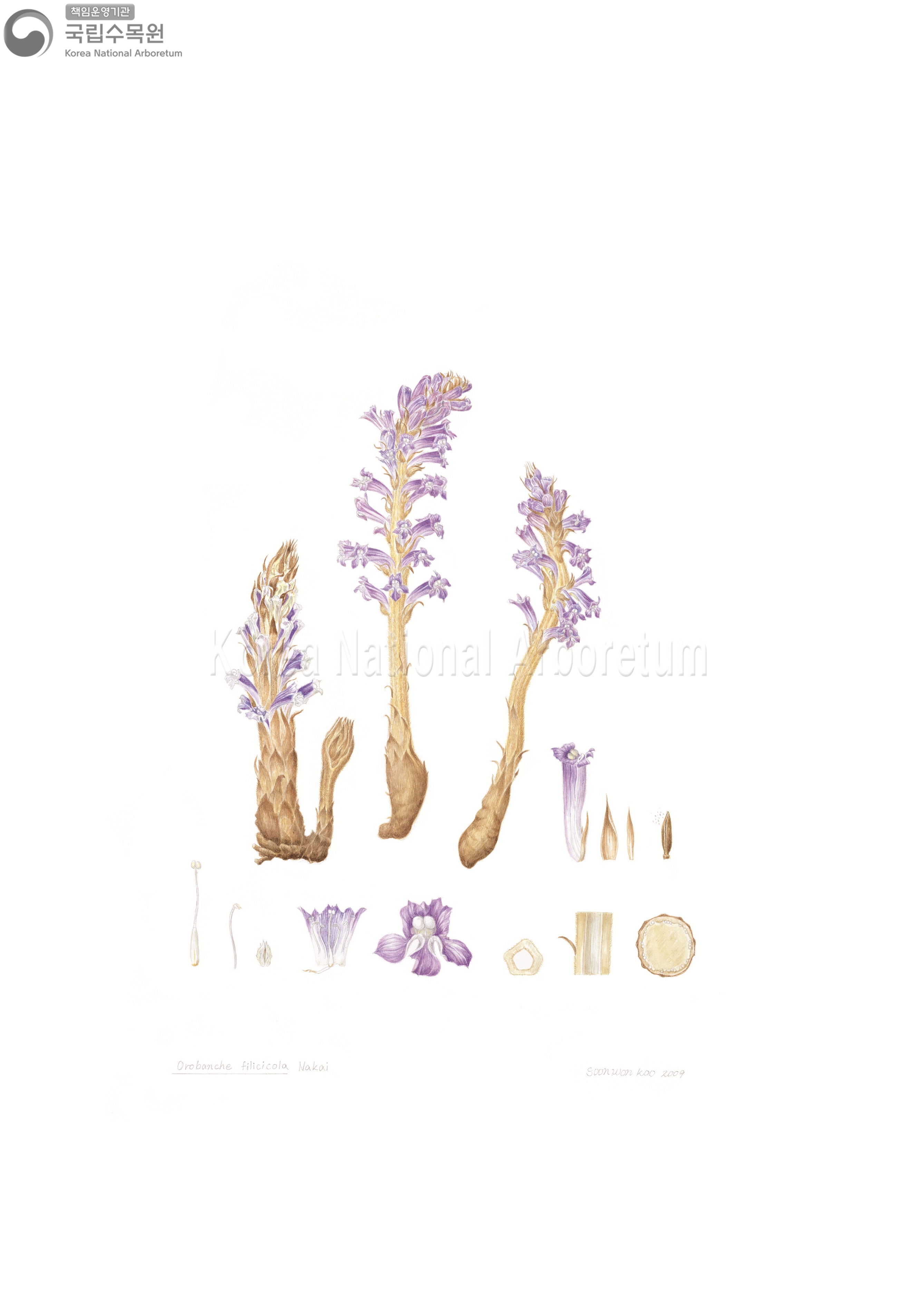 Plant Illustration Detailed View