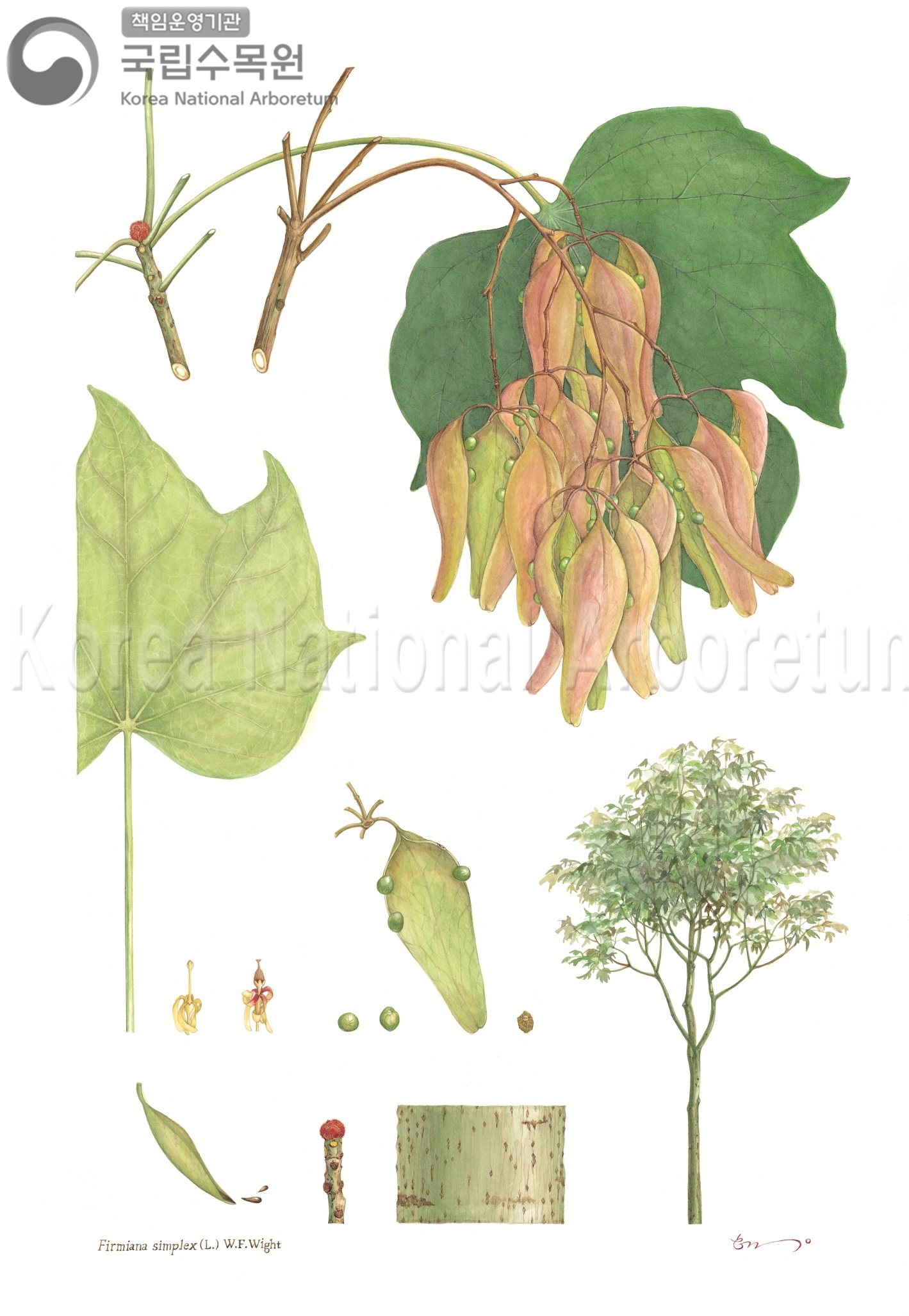 Plant Illustration Detailed View