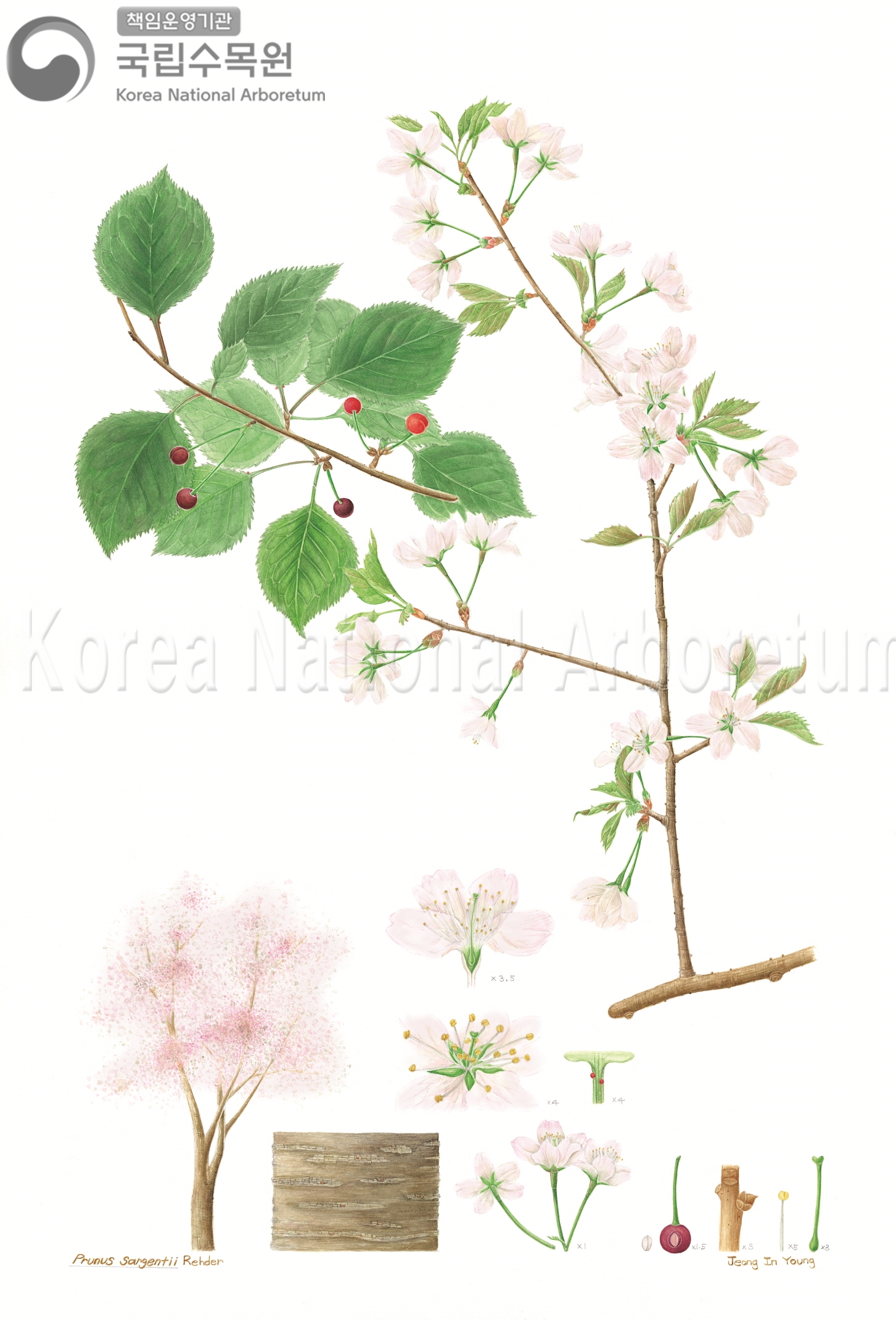 Plant Illustration Detailed View