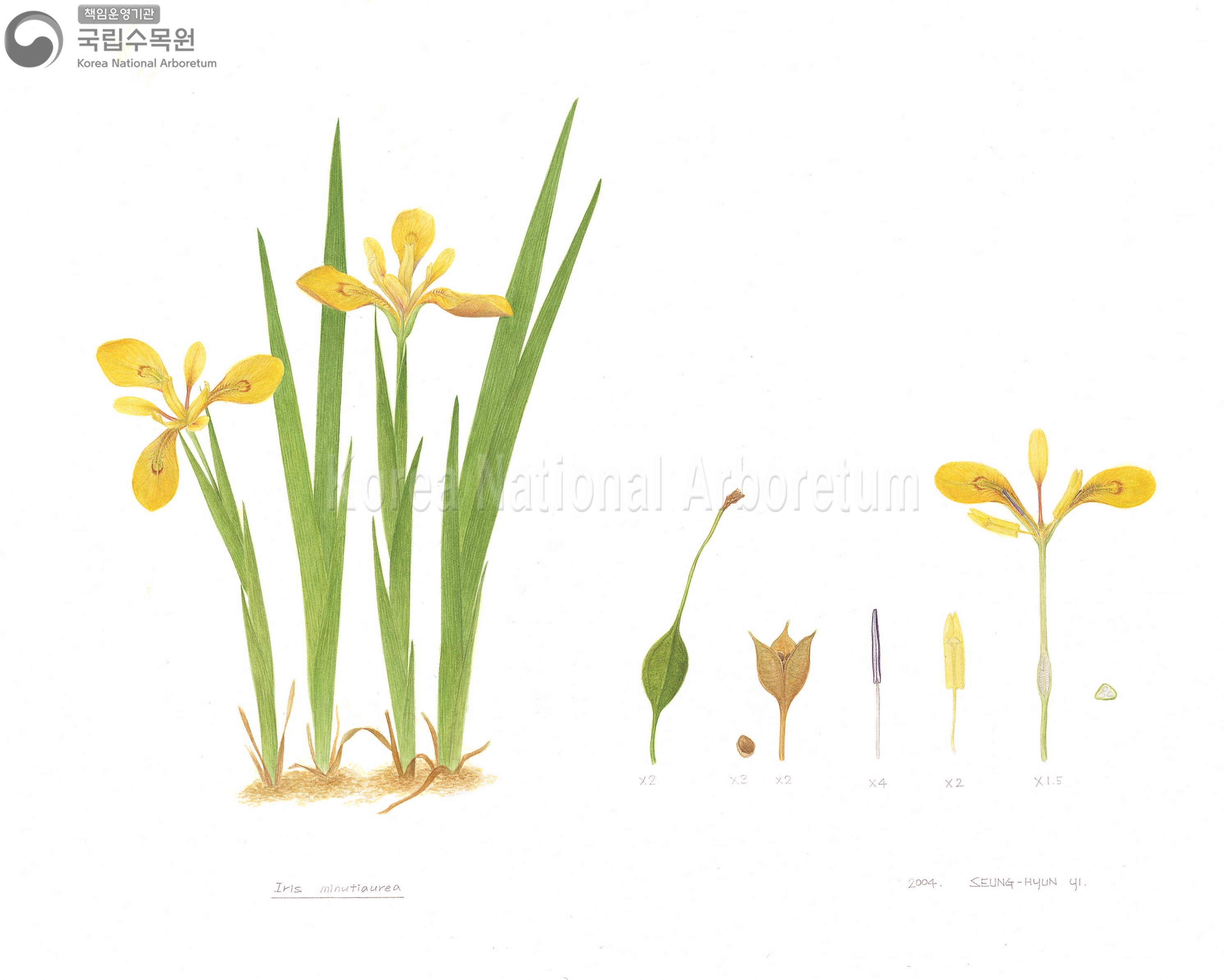 Plant Illustration Detailed View