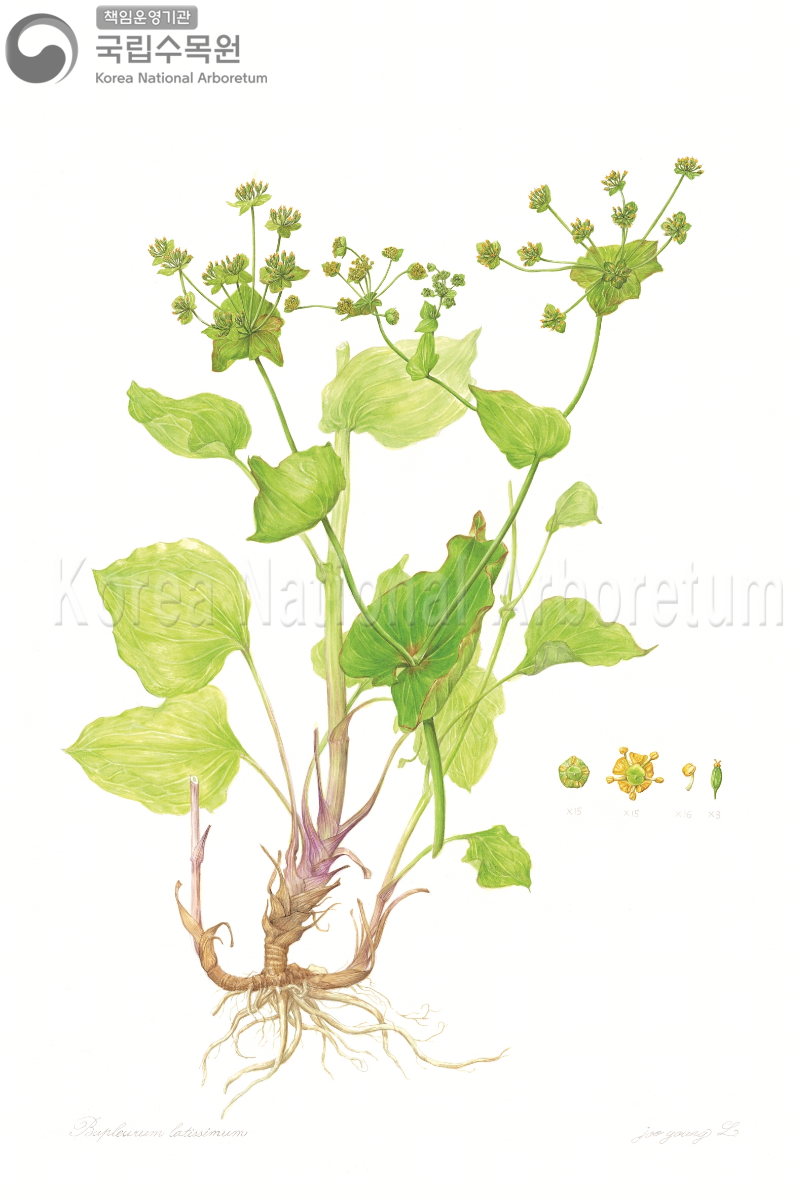 Plant Illustration Detailed View