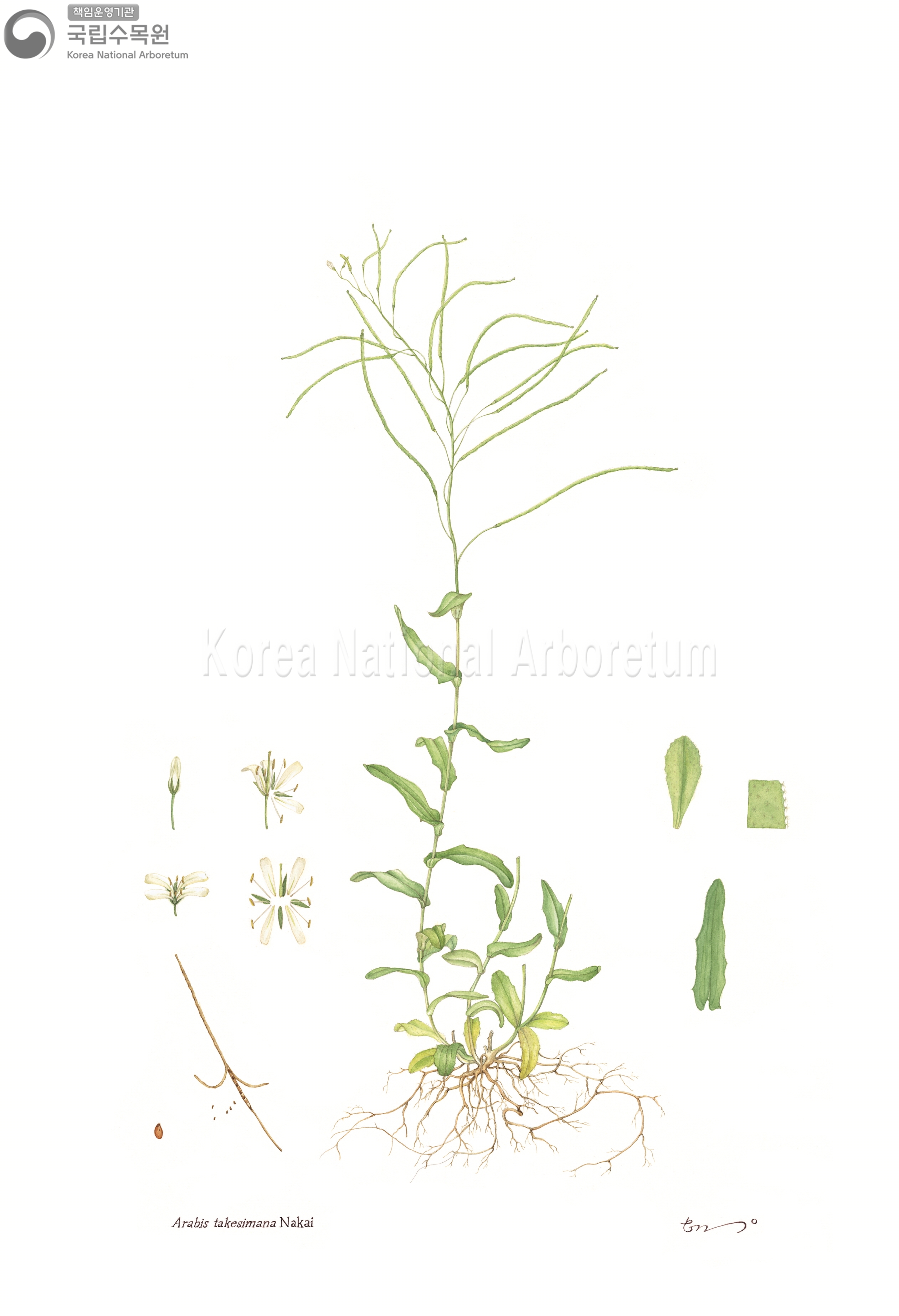 Plant Illustration Detailed View