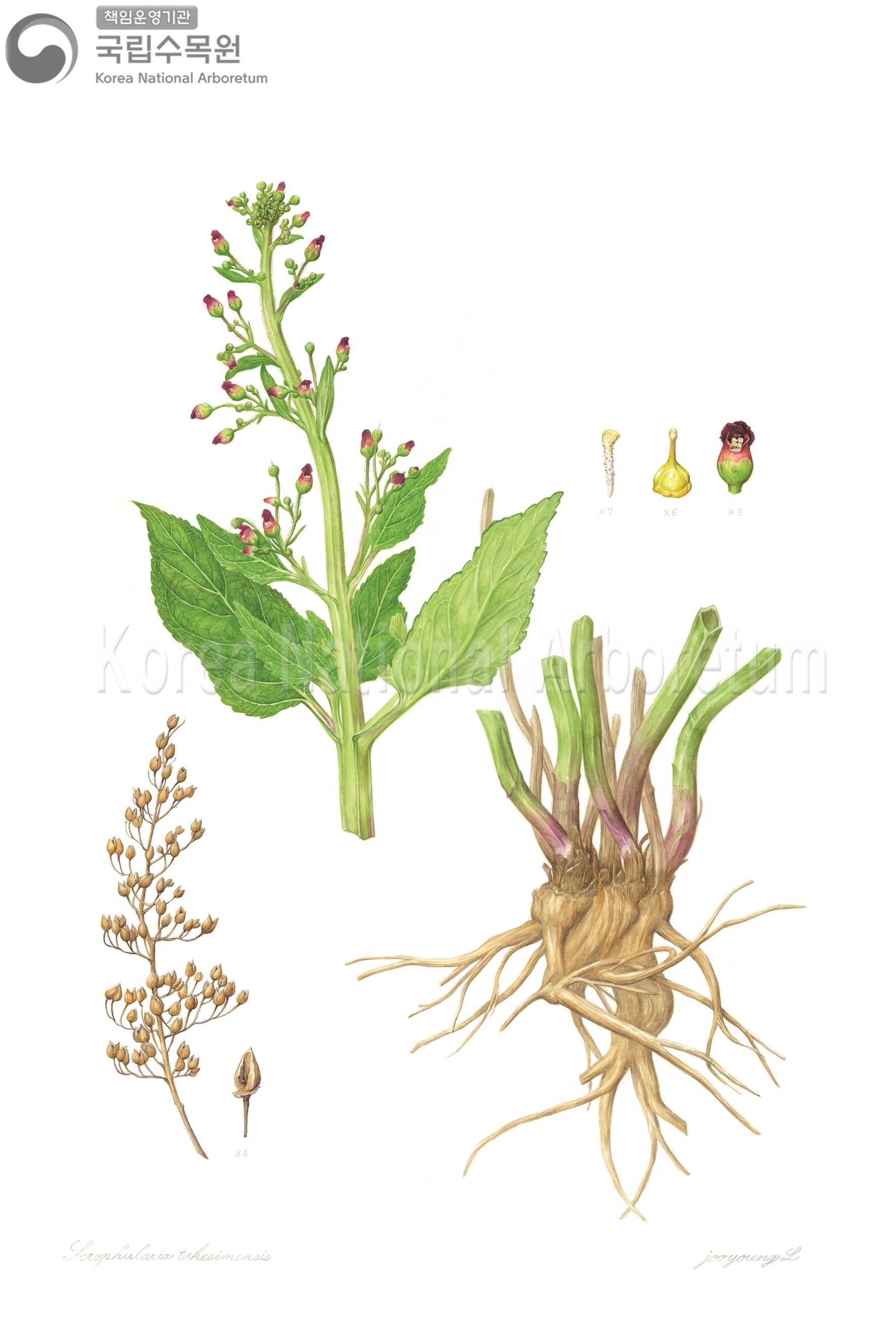 Plant Illustration Detailed View