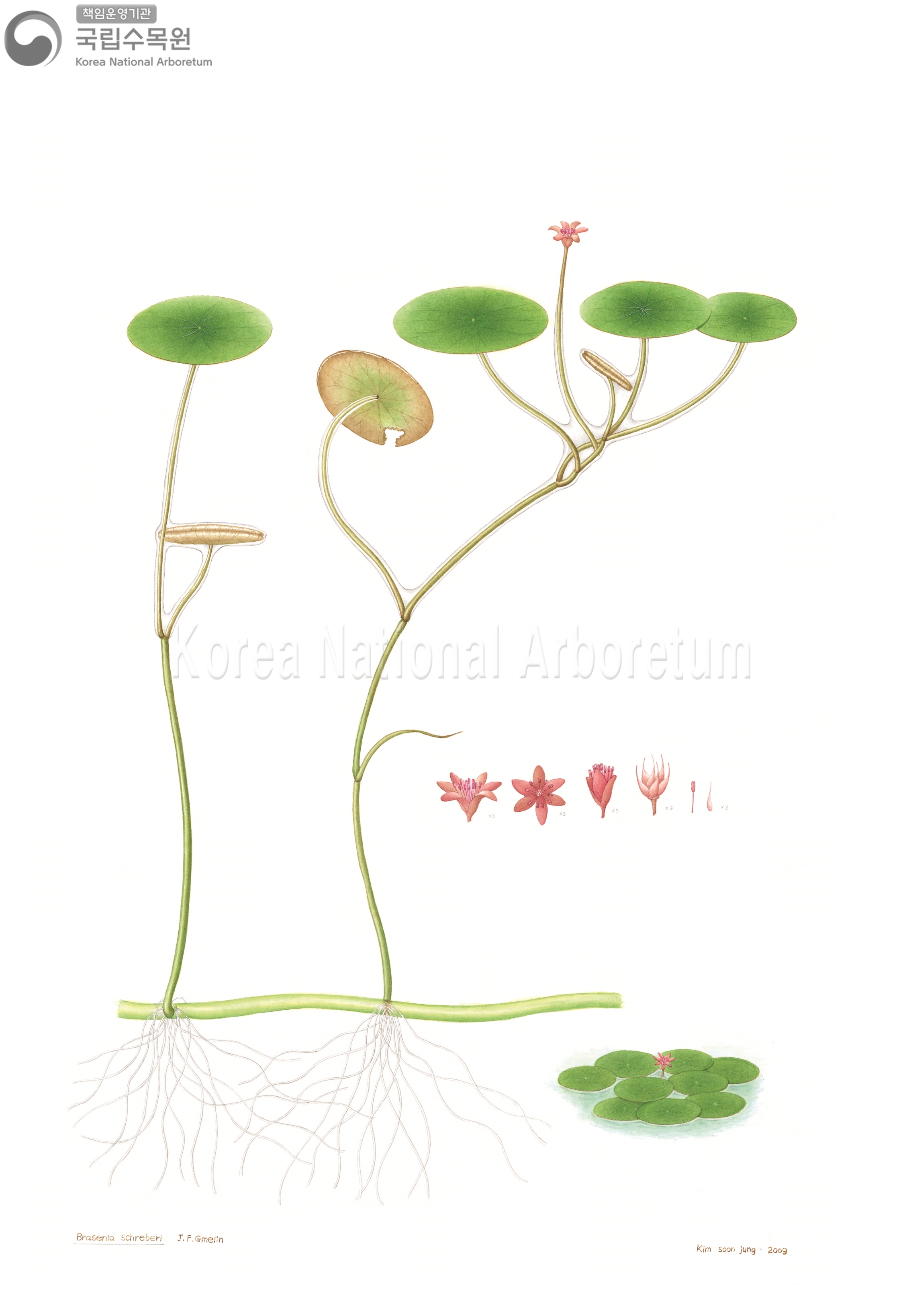 Plant Illustration Detailed View