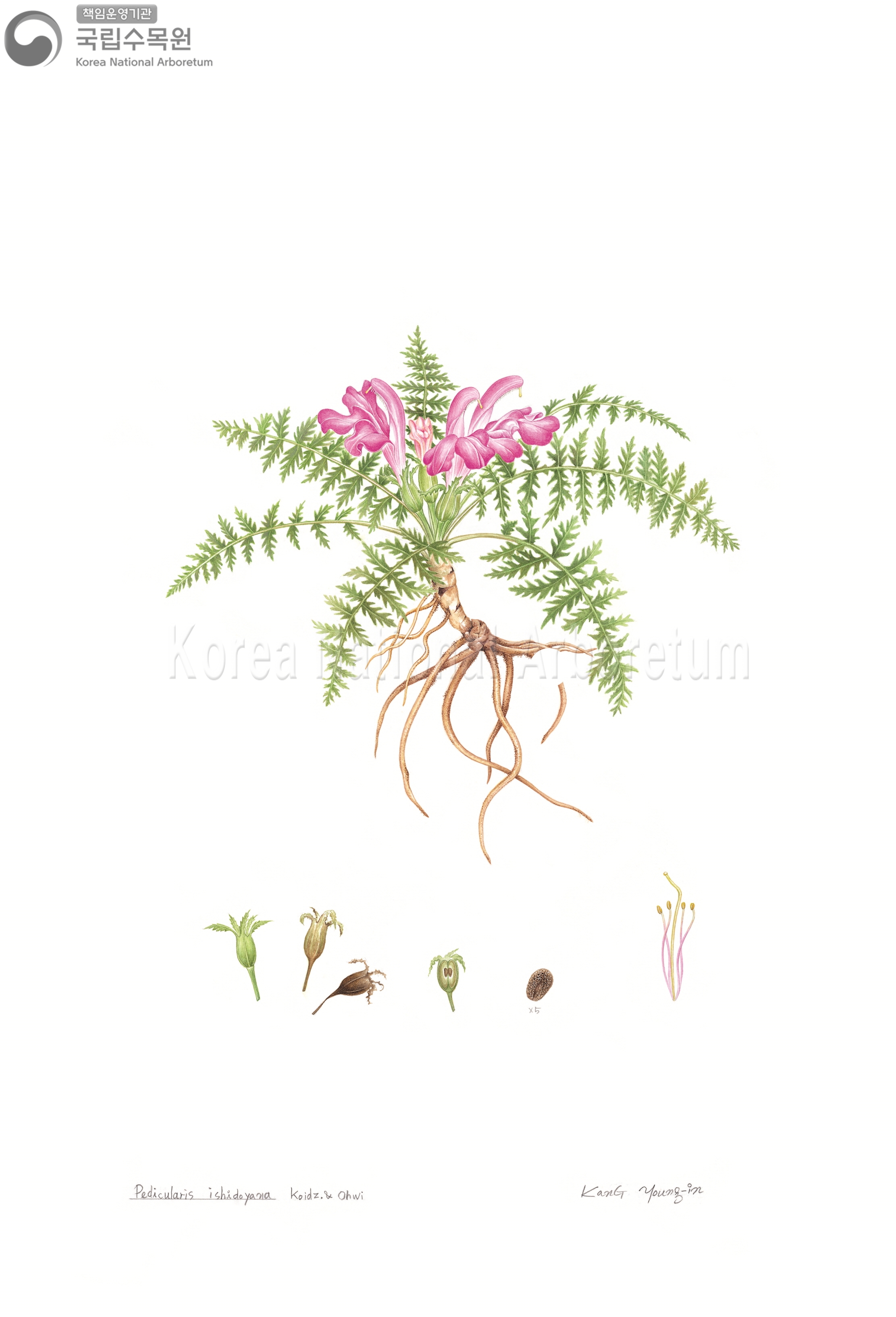 Plant Illustration Detailed View