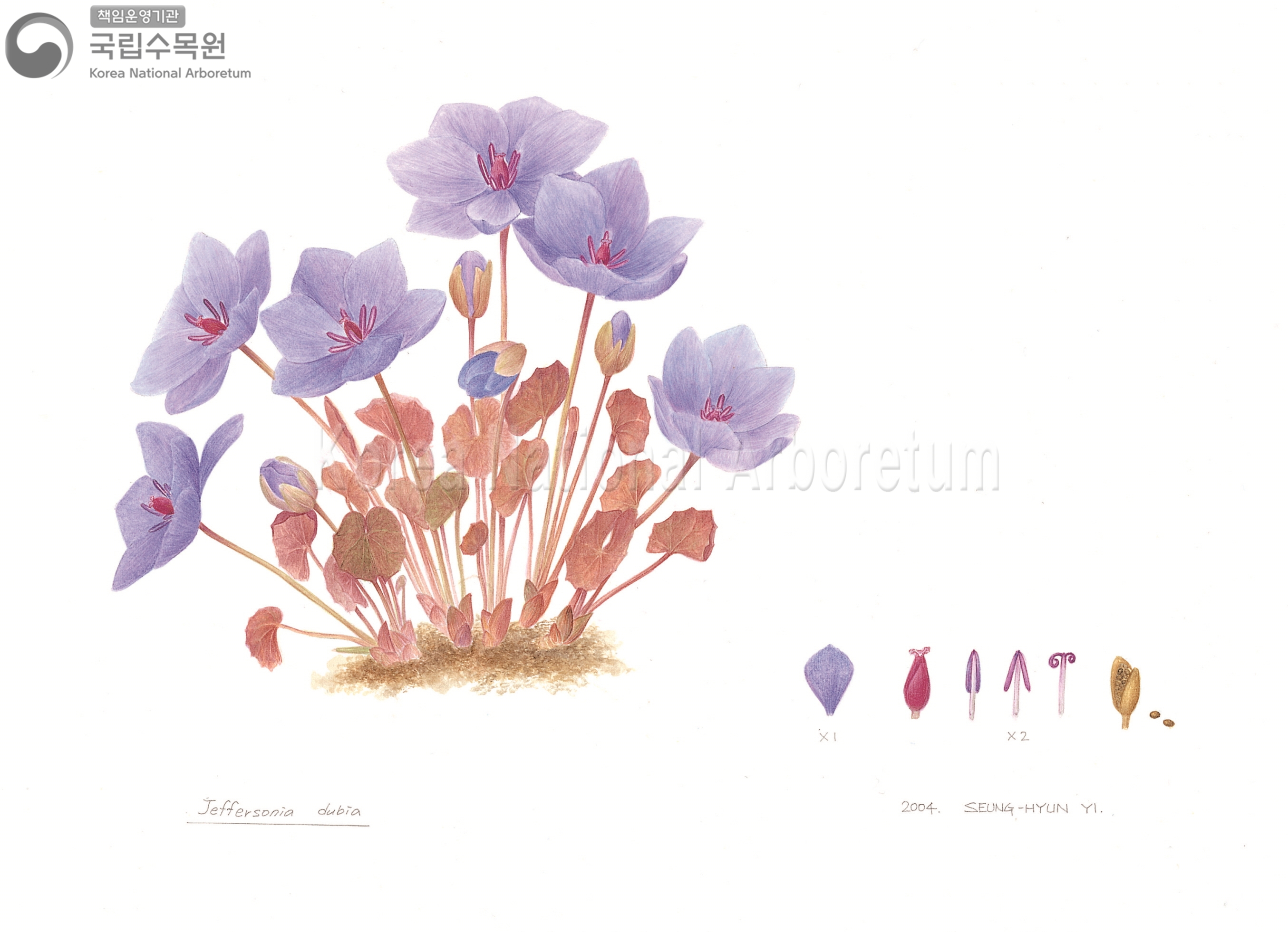 Plant Illustration Detailed View