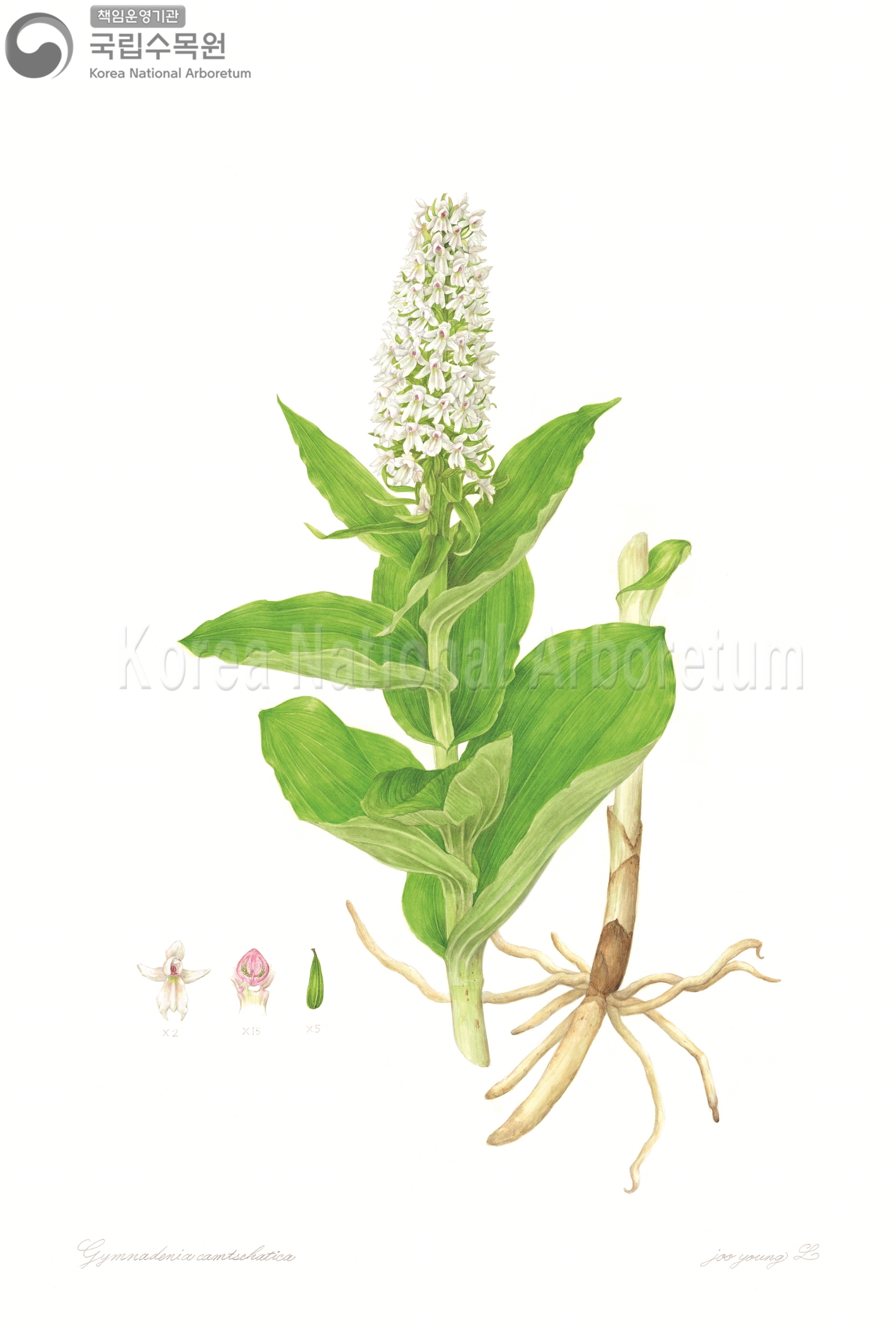 Plant Illustration Detailed View