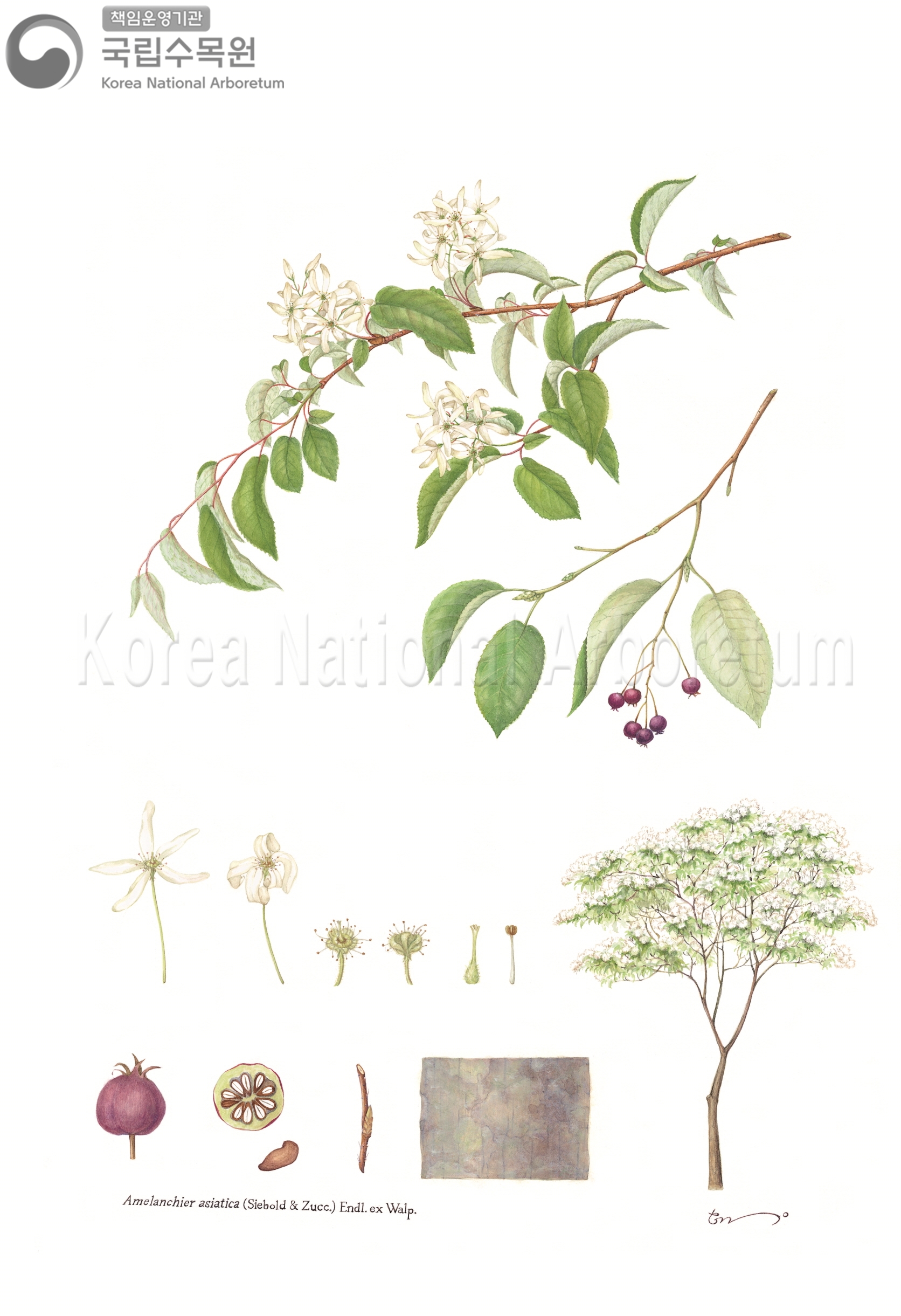 Plant Illustration Detailed View