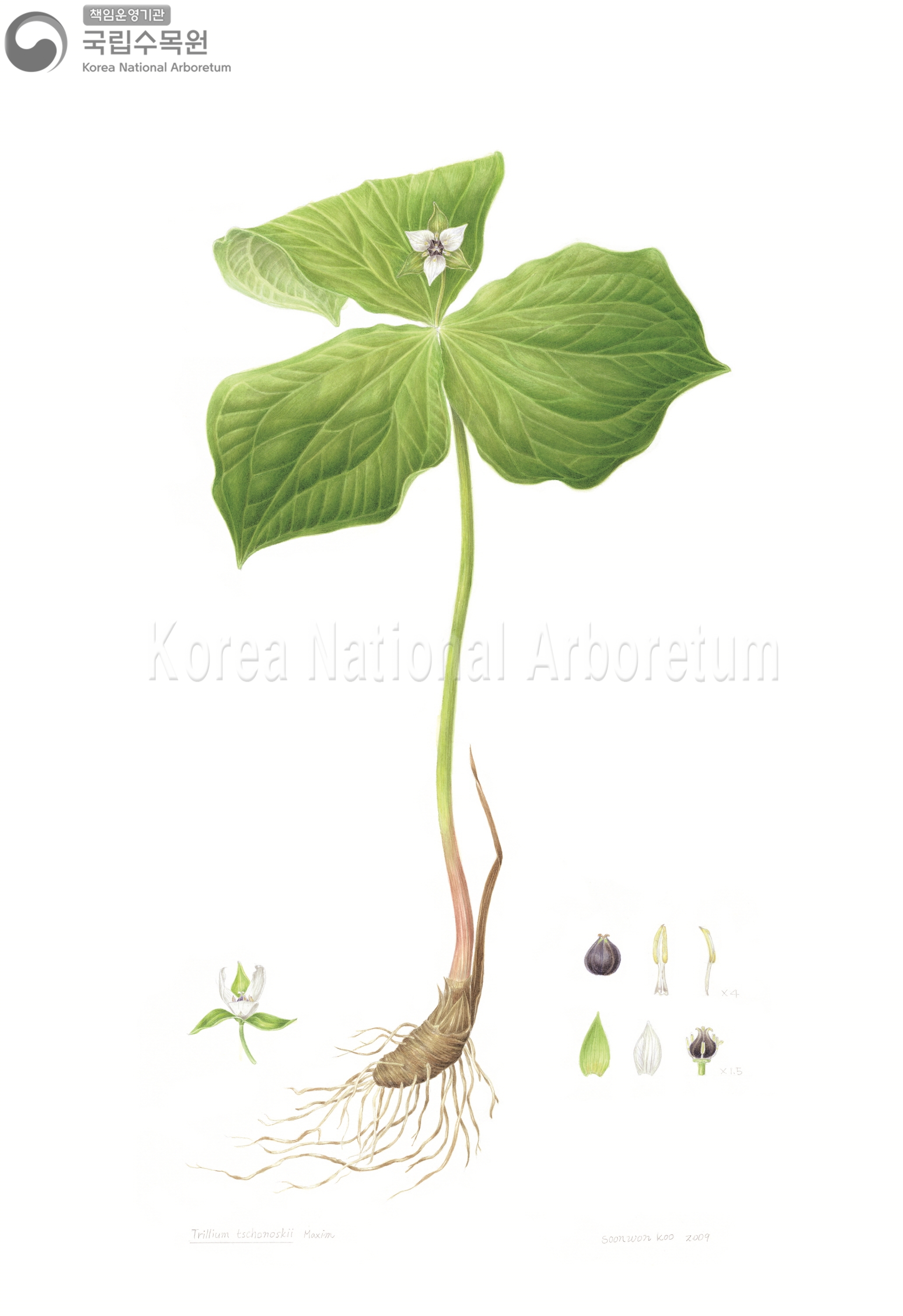 Plant Illustration Detailed View