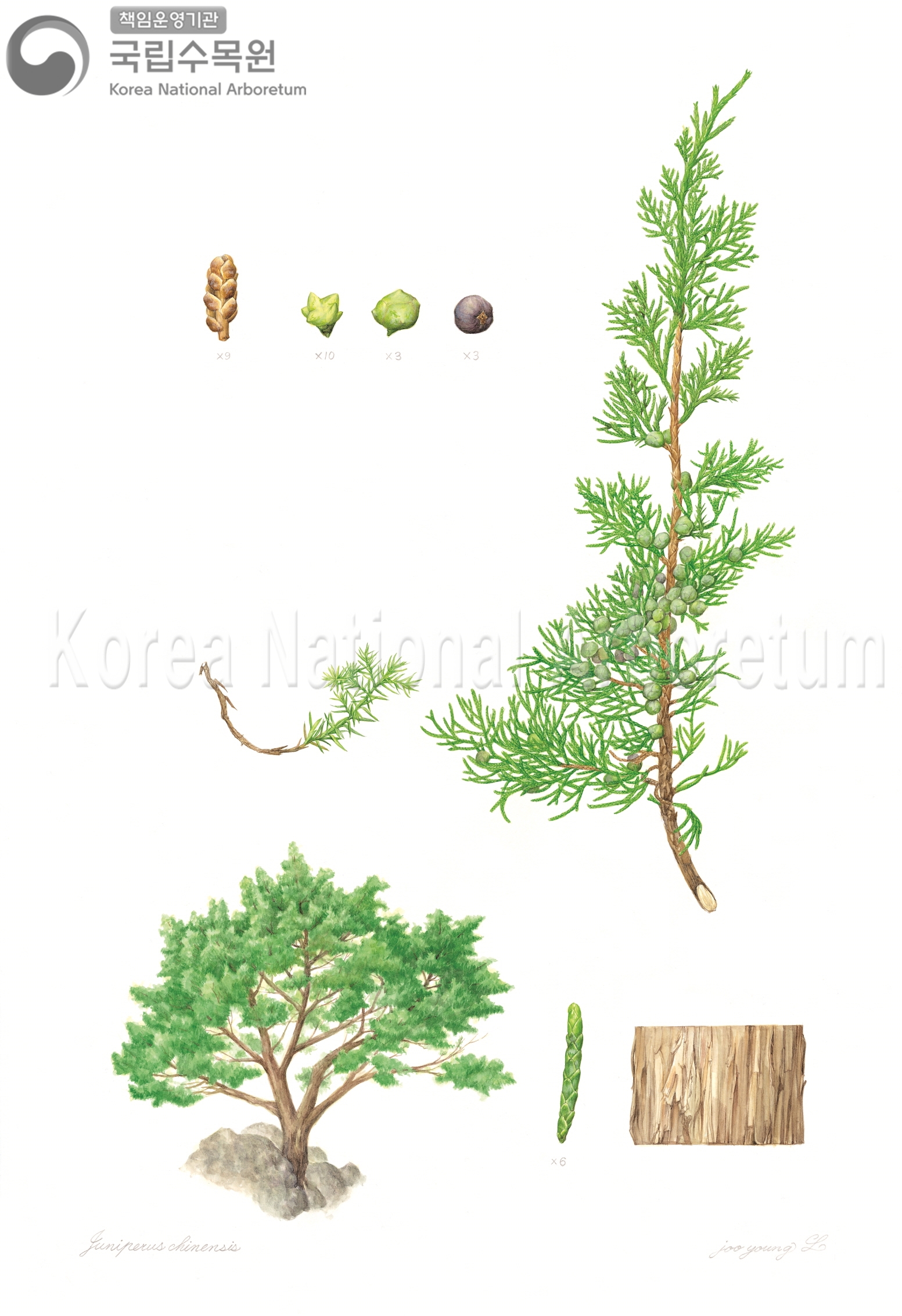 Plant Illustration Detailed View