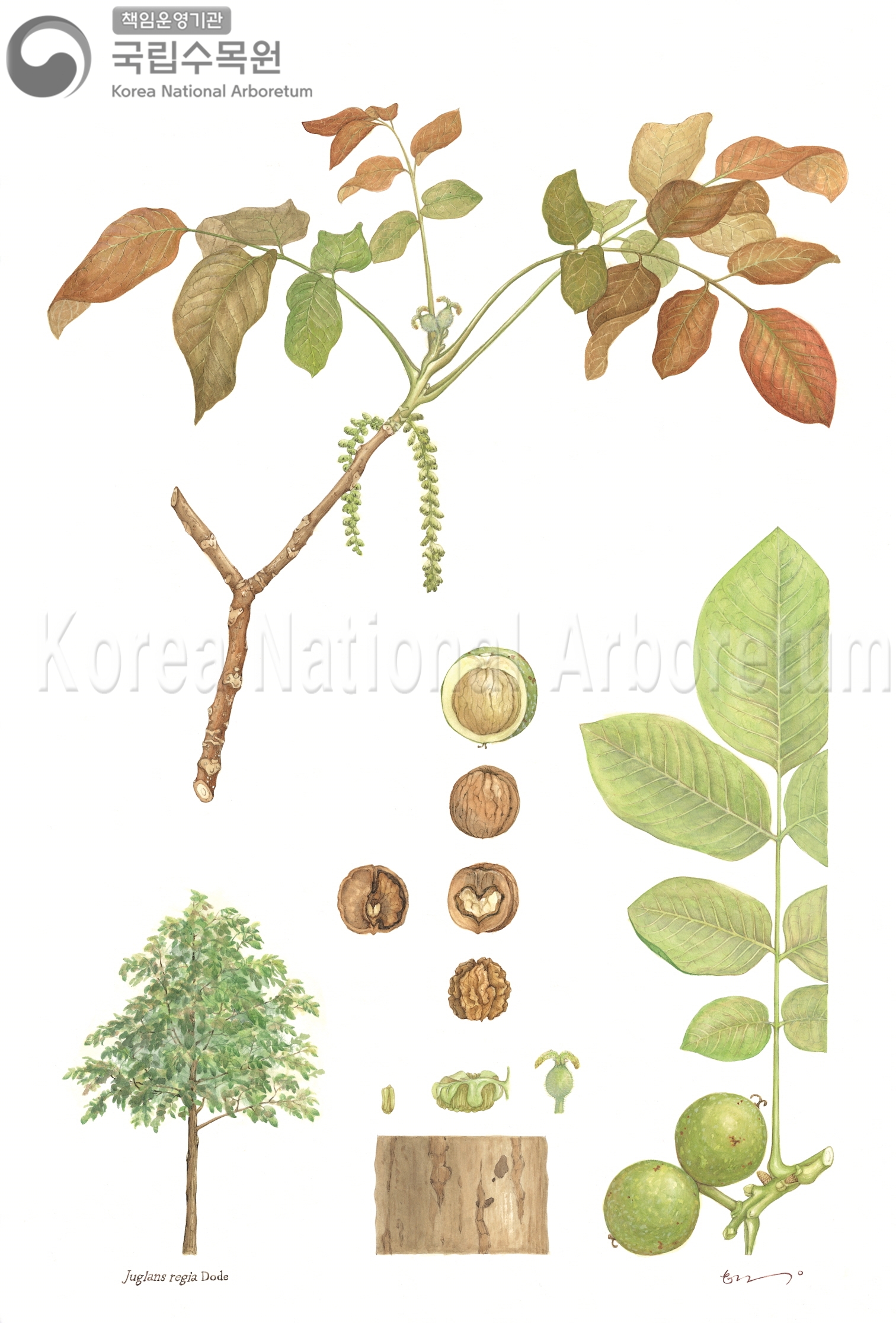 Plant Illustration Detailed View