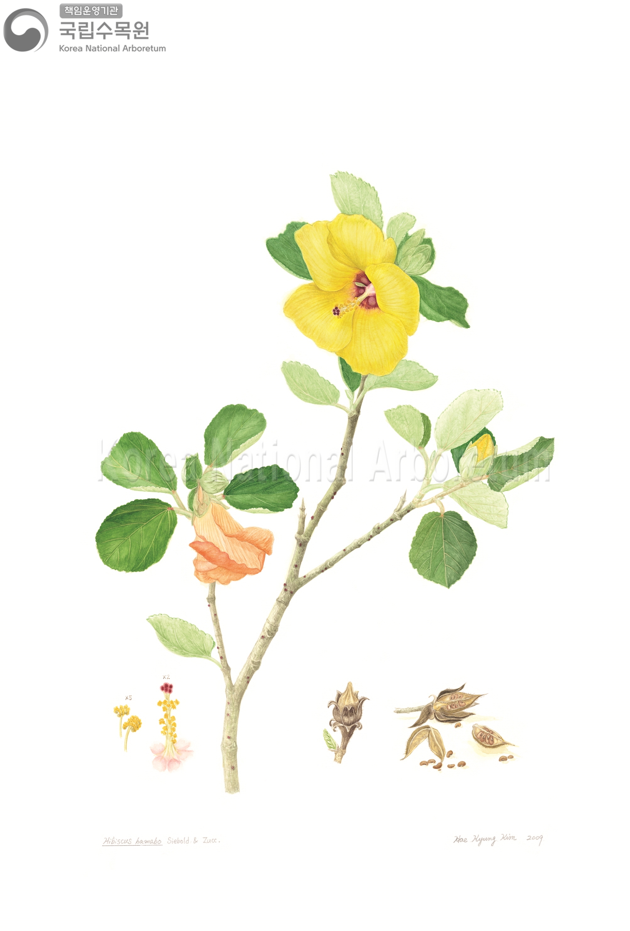 Plant Illustration Detailed View