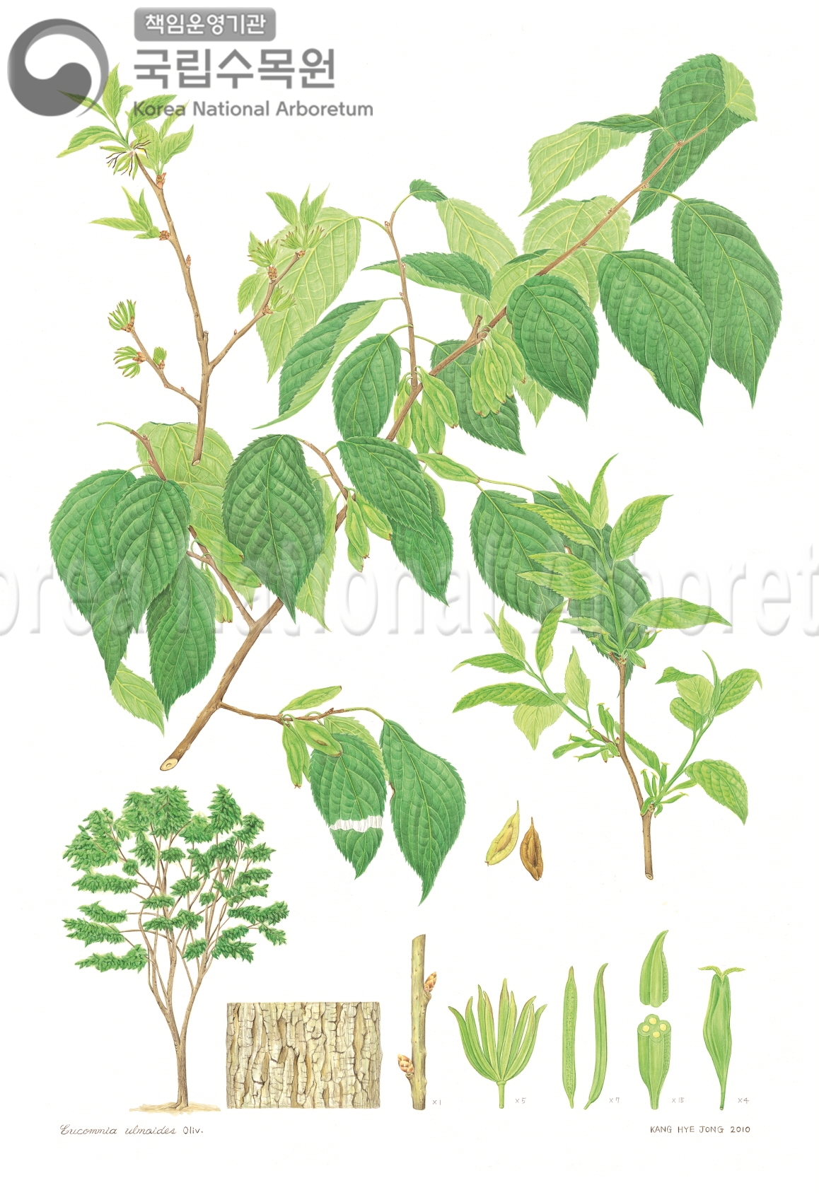 Plant Illustration Detailed View