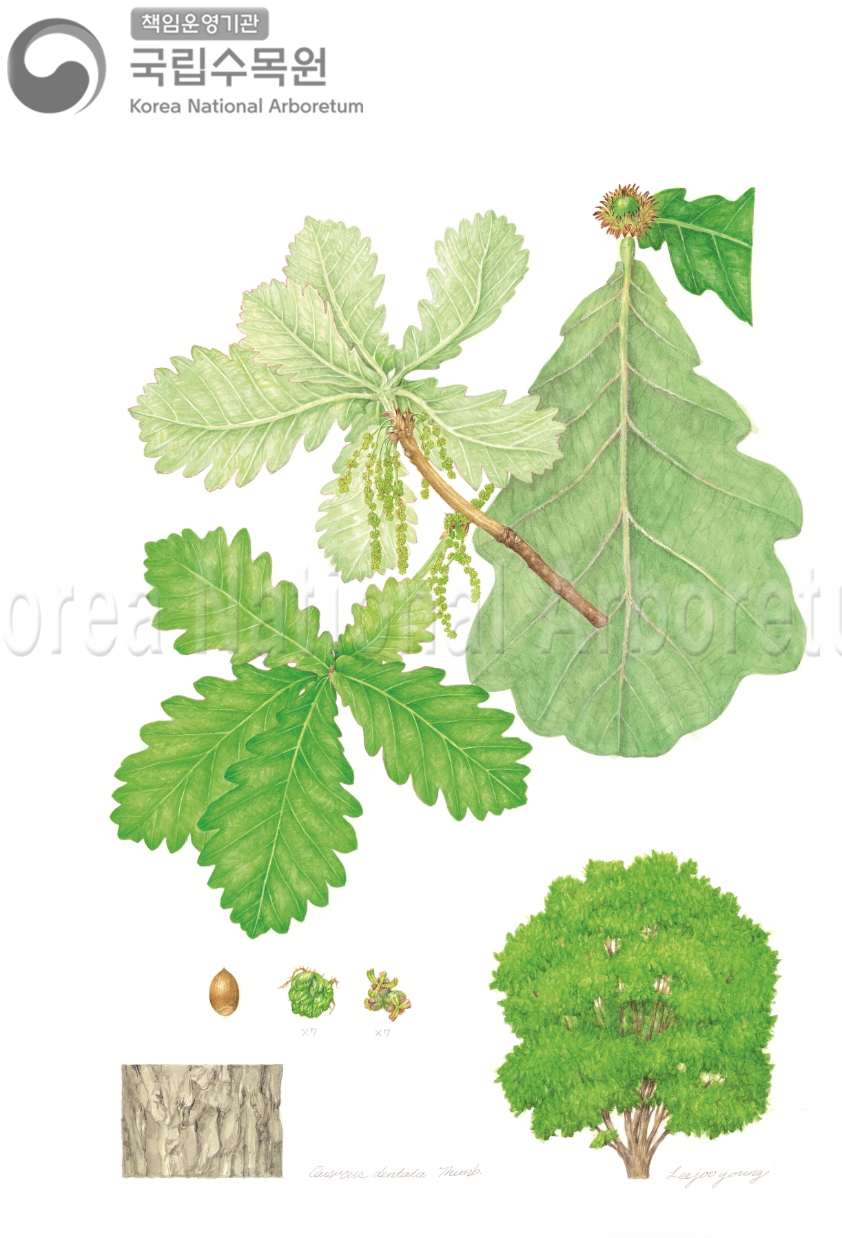 Plant Illustration Detailed View