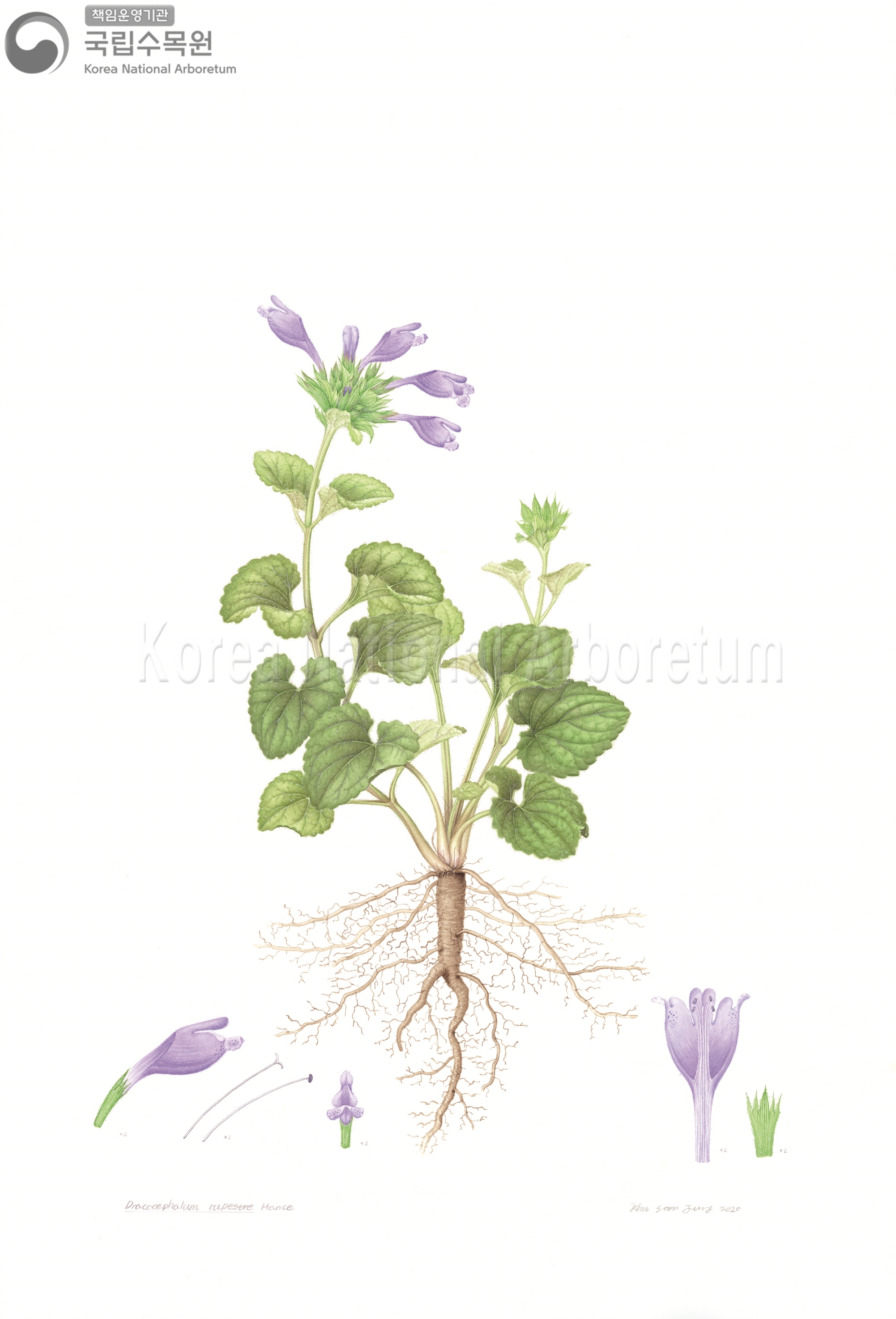 Plant Illustration Detailed View