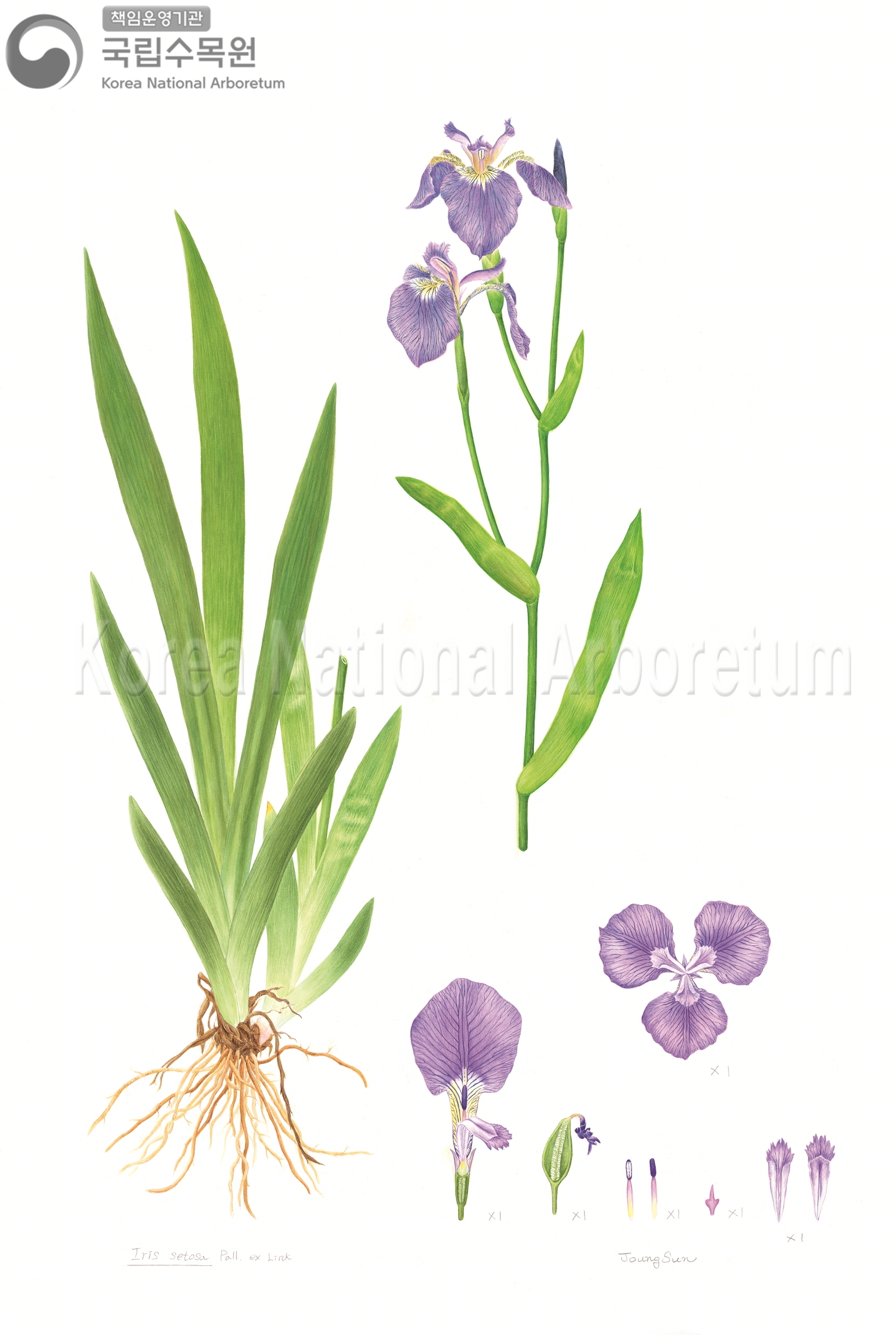 Plant Illustration Detailed View