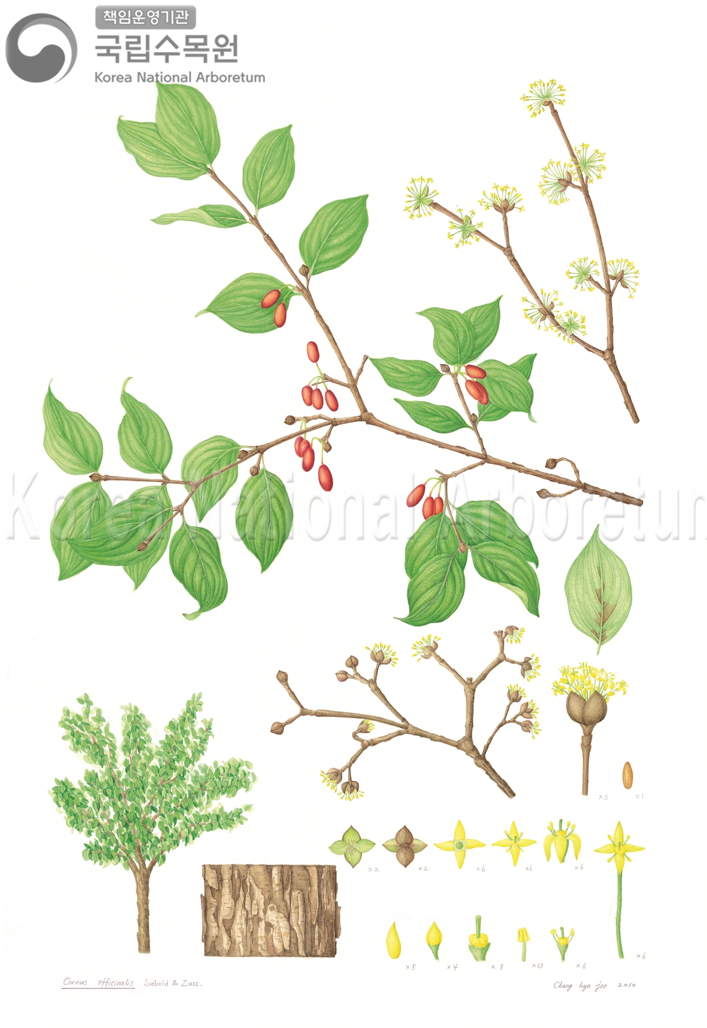 Plant Illustration Detailed View