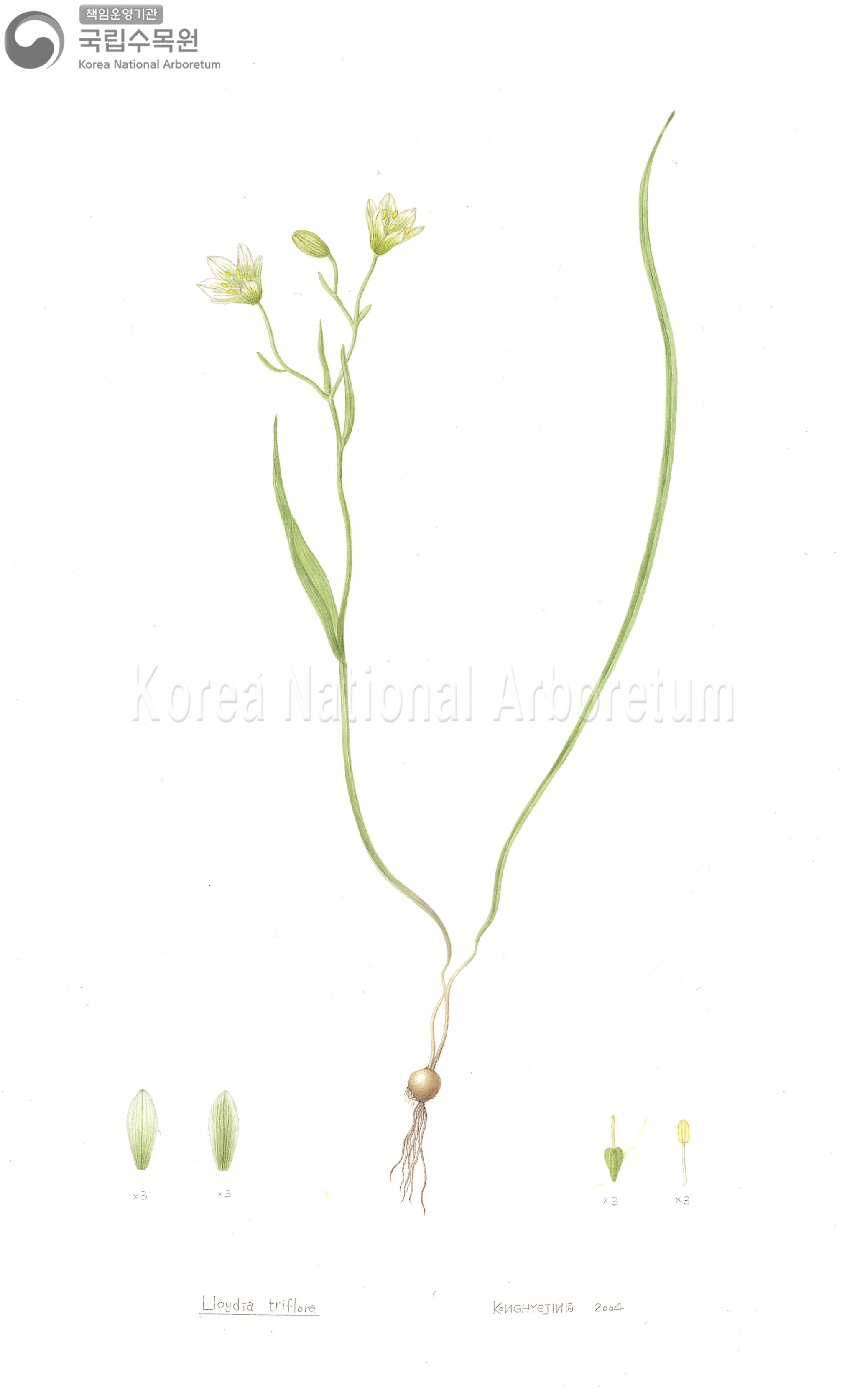 Plant Illustration Detailed View