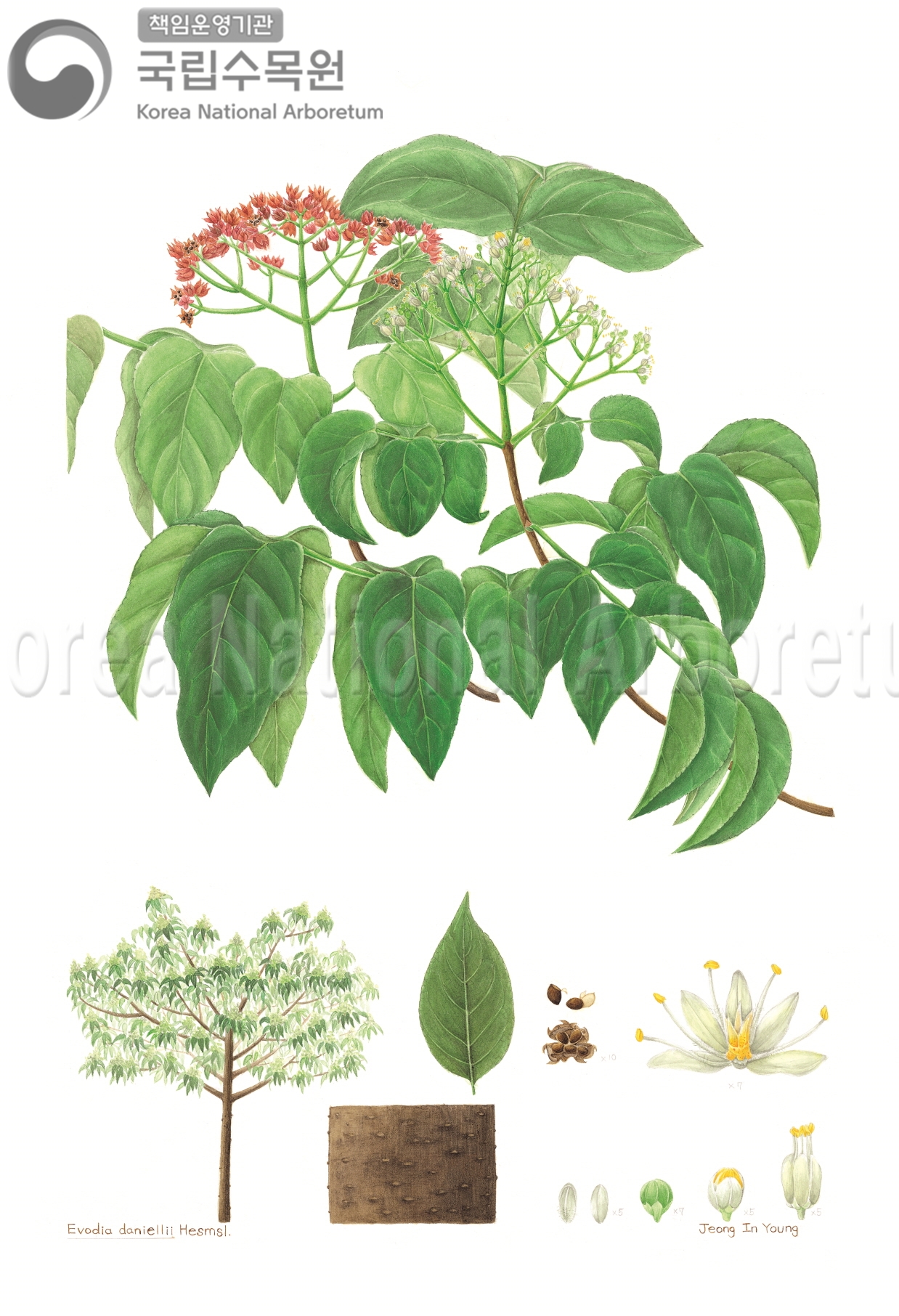 Plant Illustration Detailed View