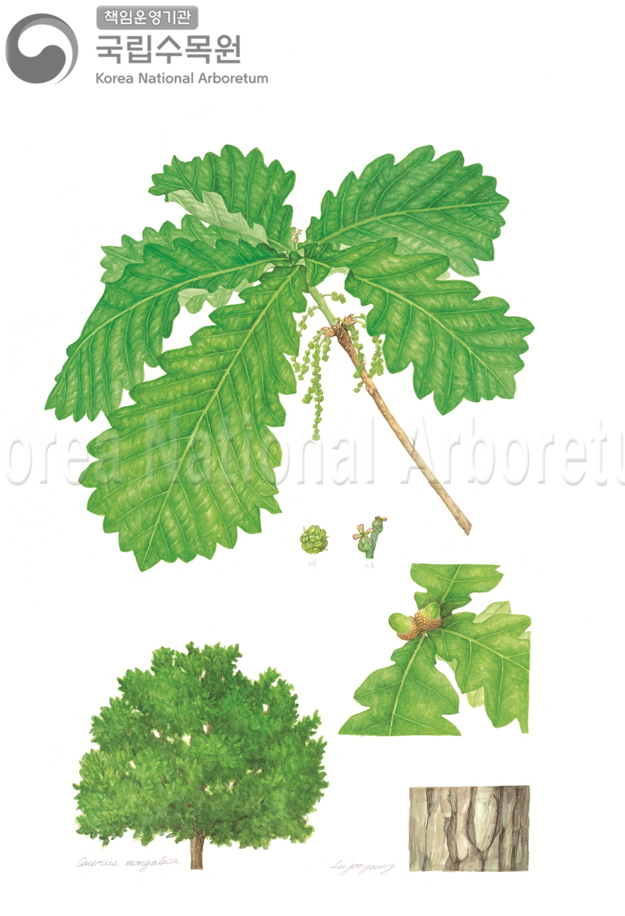 Plant Illustration Detailed View