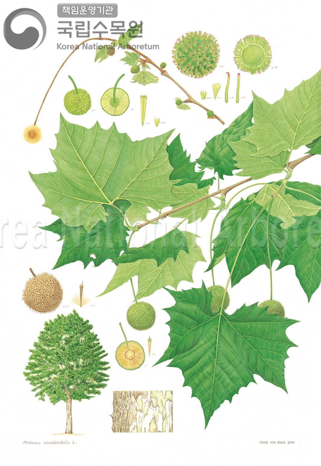 Plant Illustration Detailed View