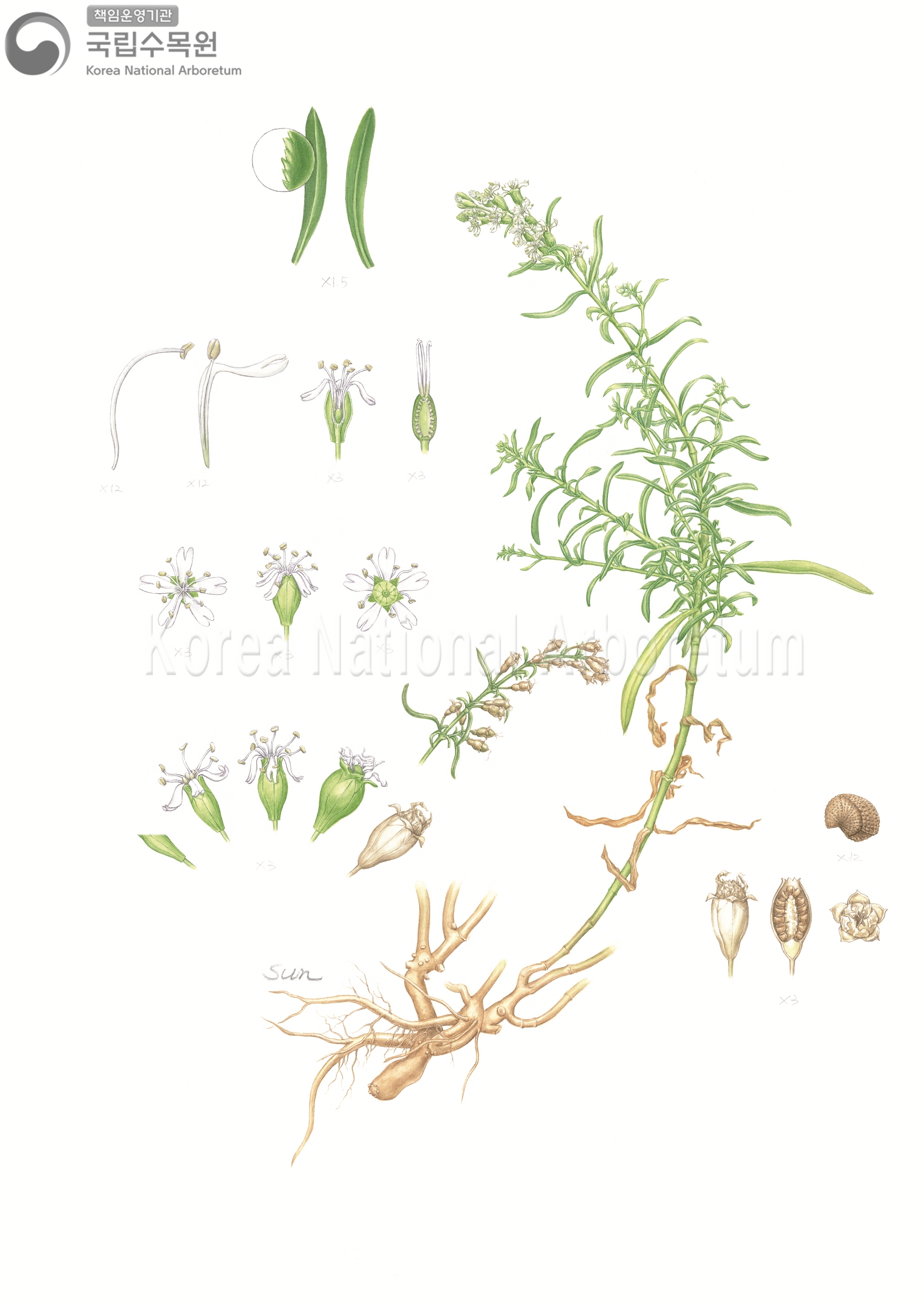 Plant Illustration Detailed View