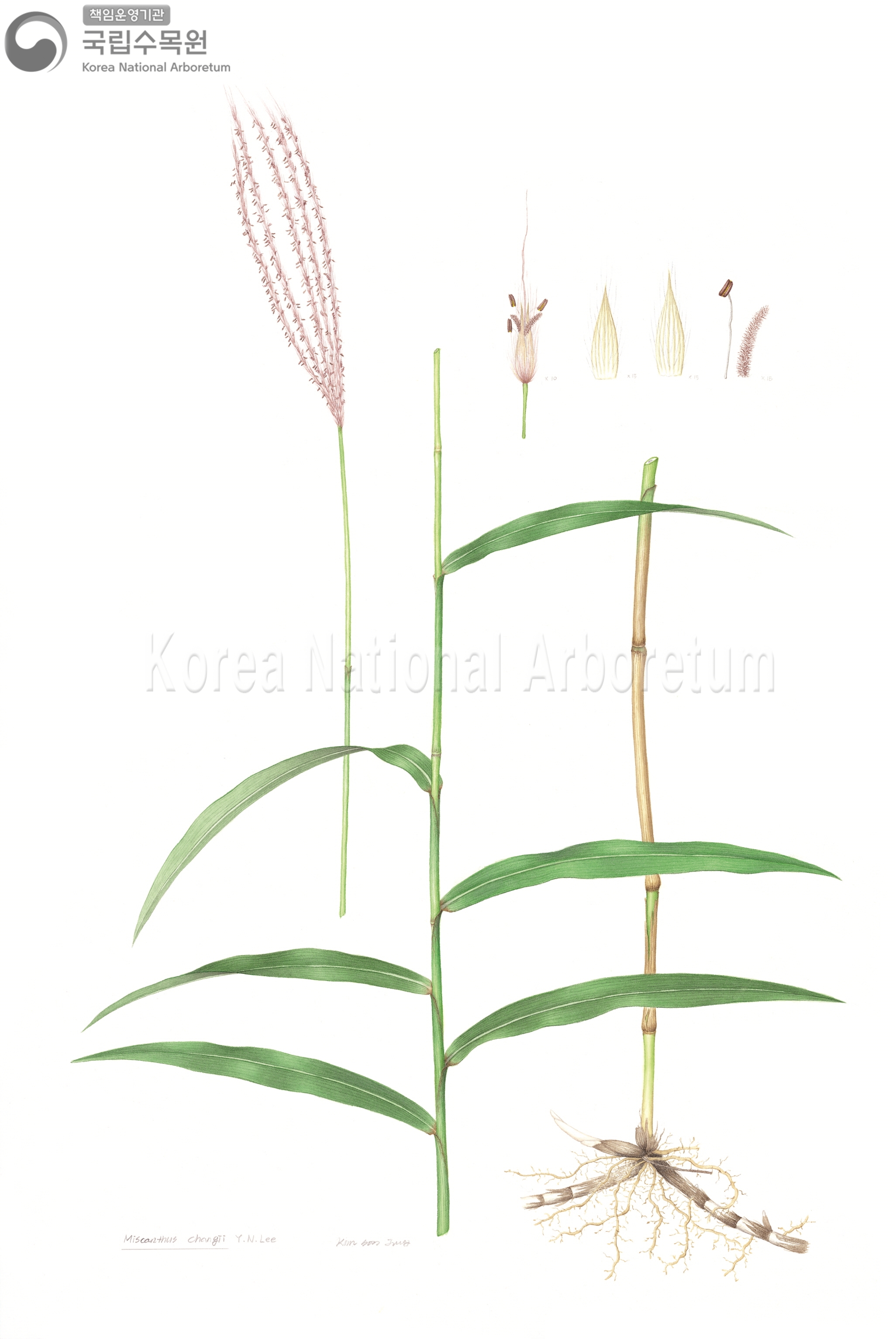 Plant Illustration Detailed View