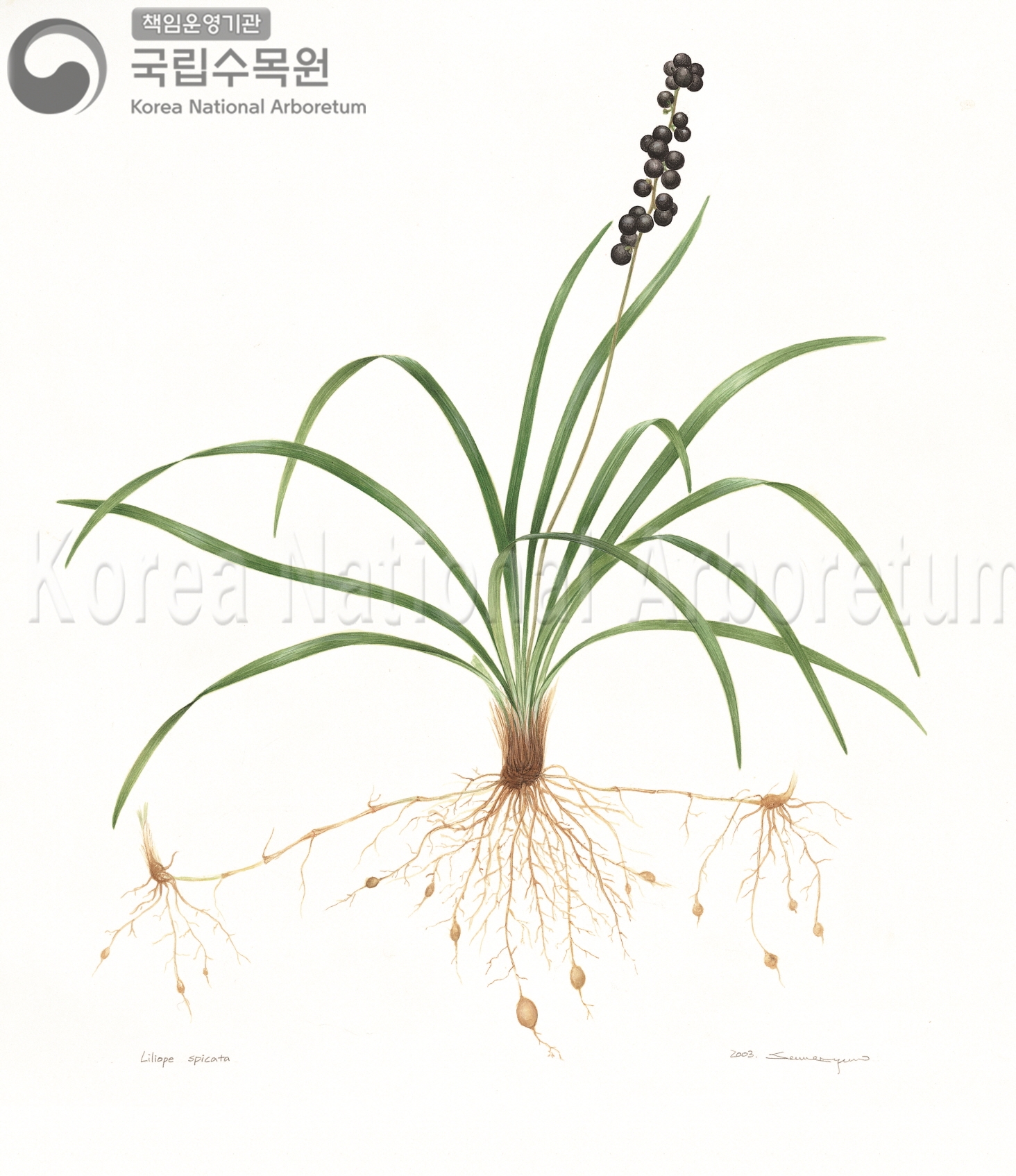 Plant Illustration Detailed View