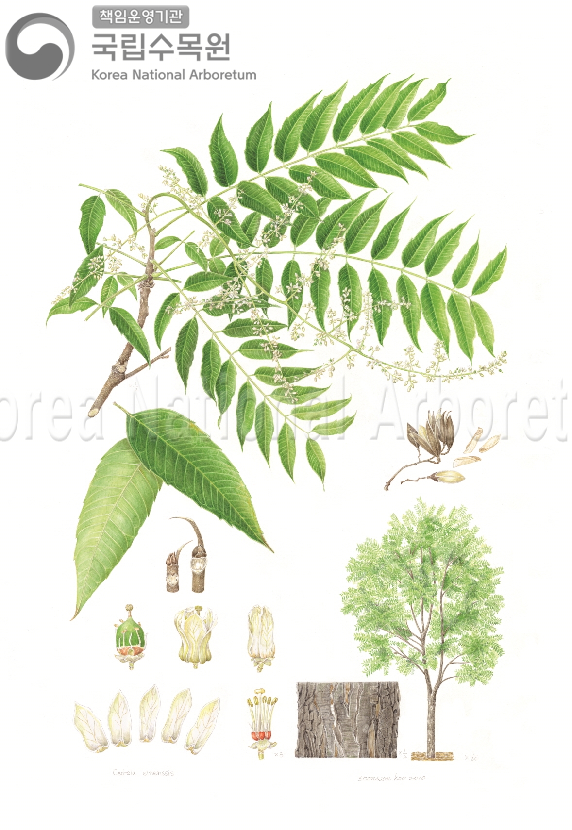 Plant Illustration Detailed View