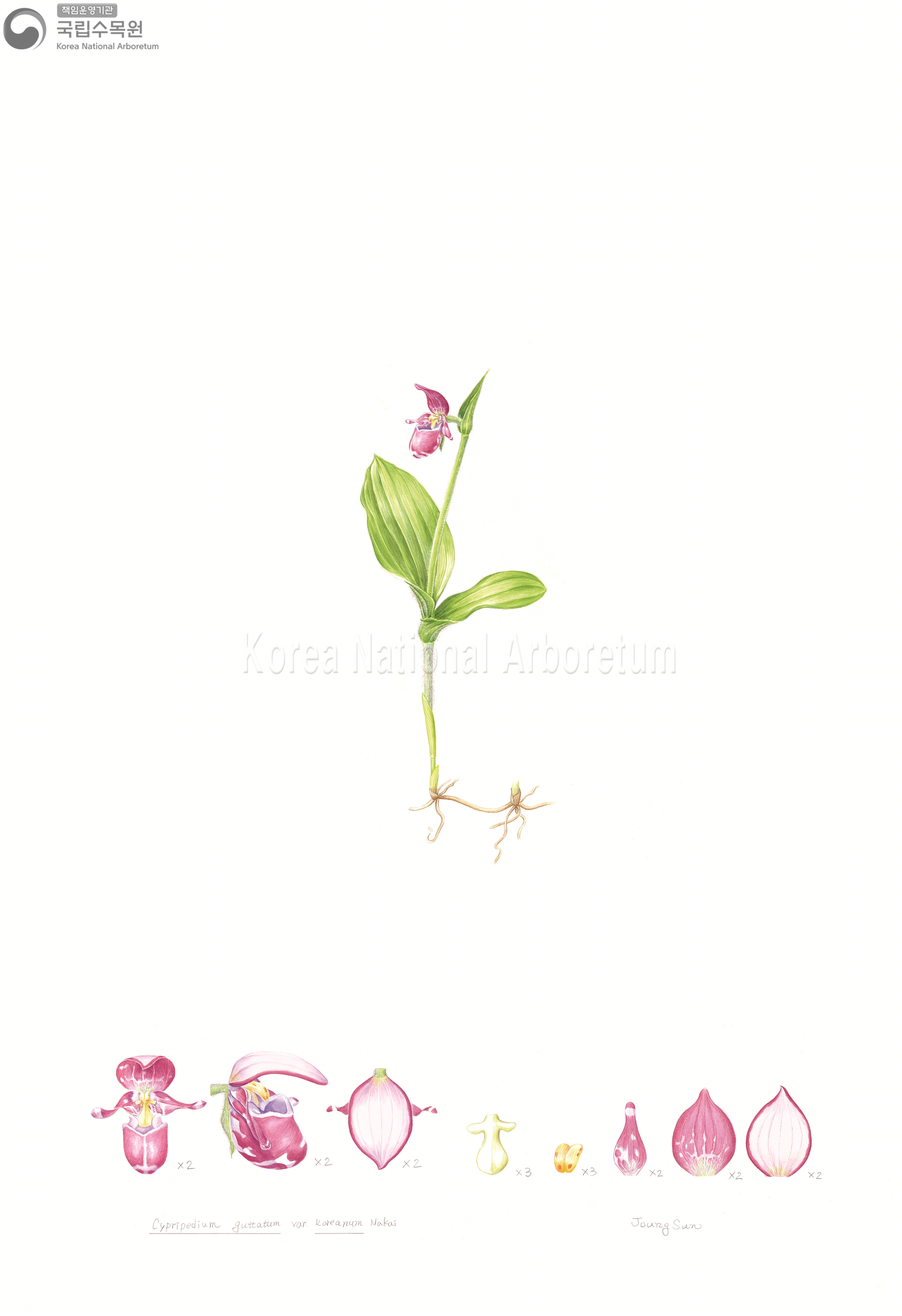 Plant Illustration Detailed View