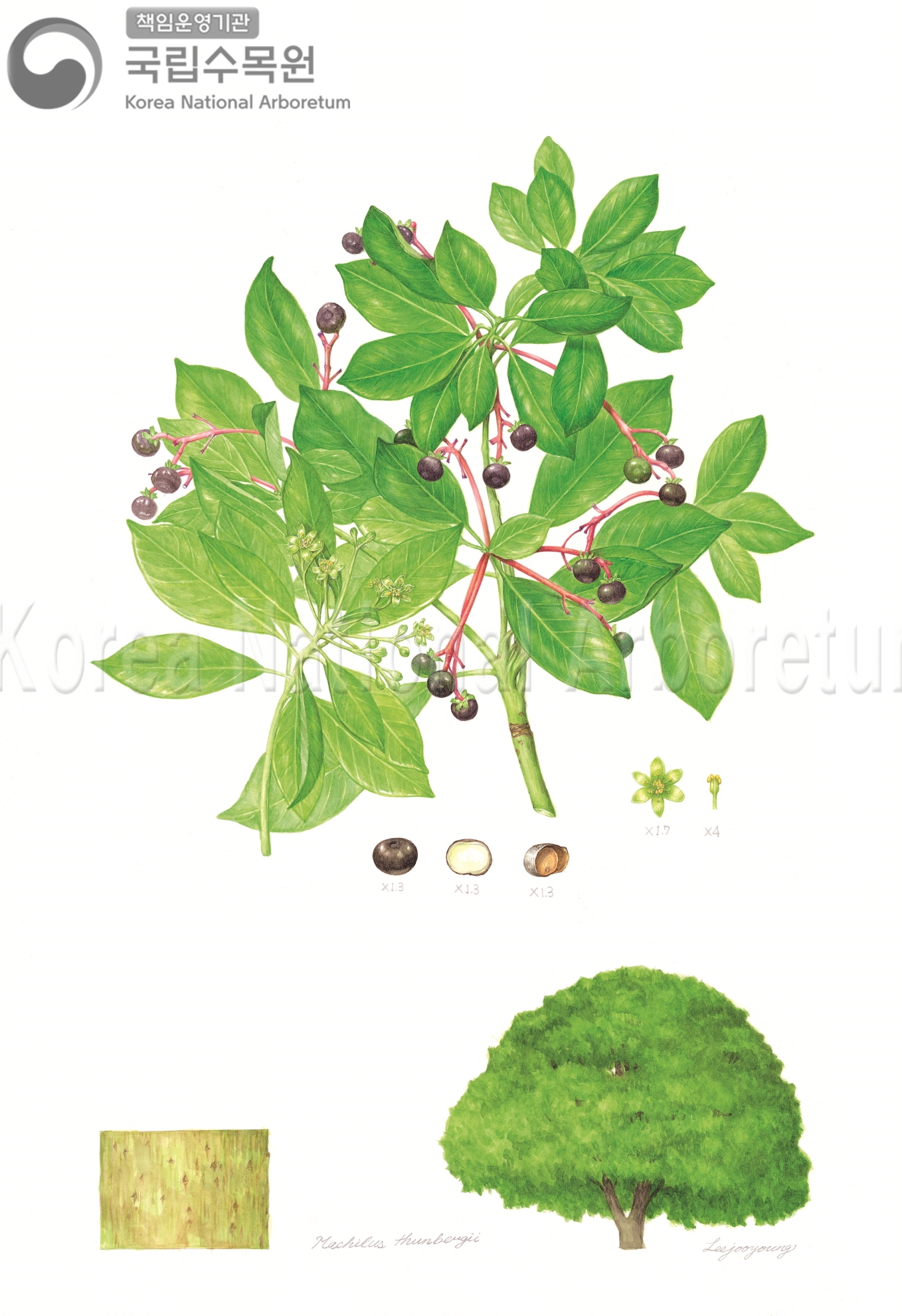 Plant Illustration Detailed View