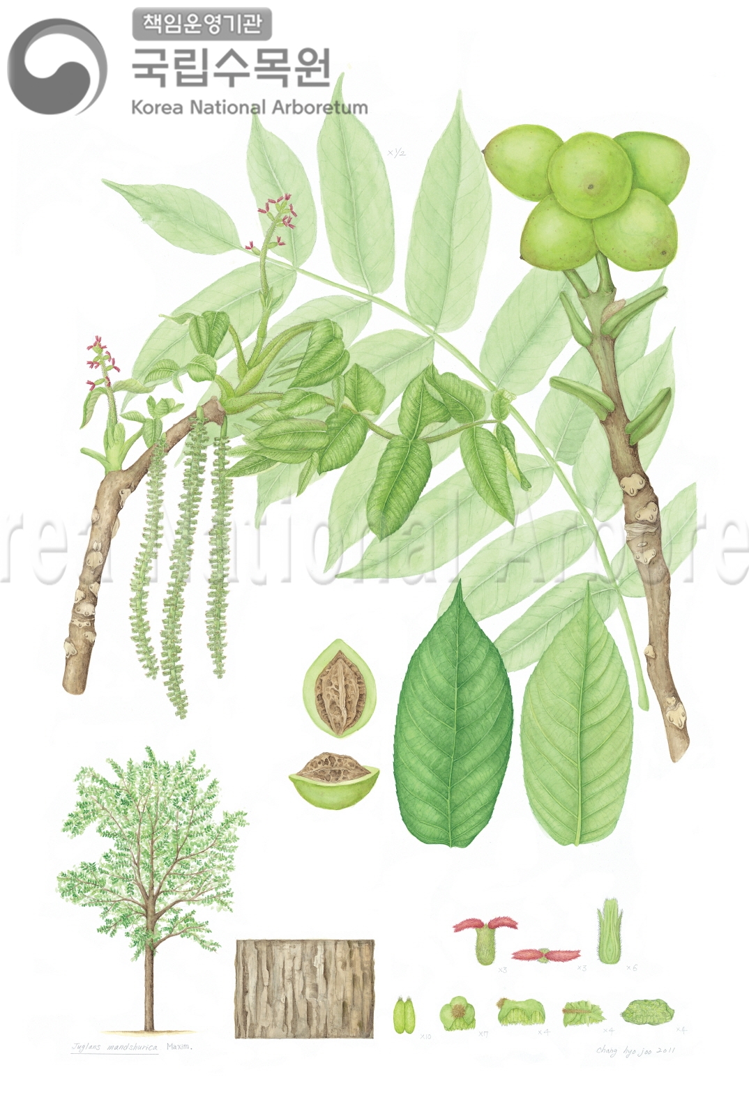 Plant Illustration Detailed View