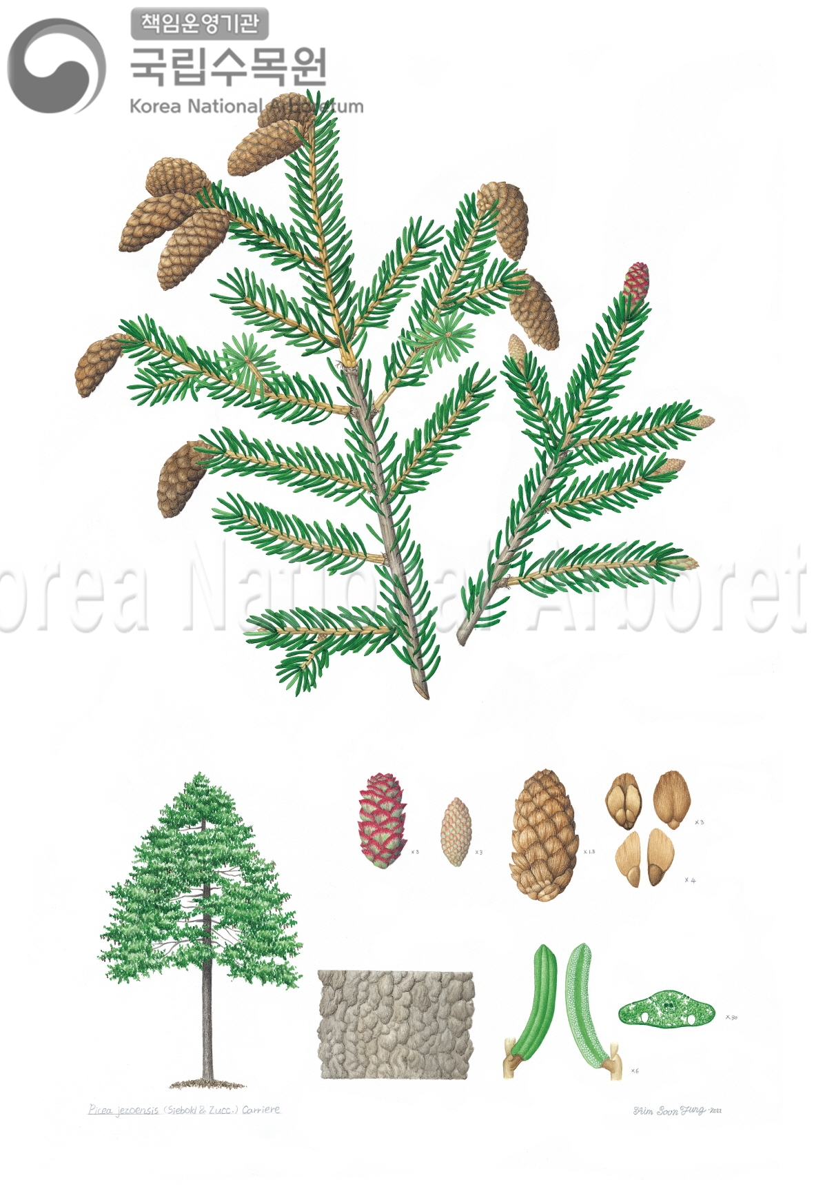 Plant Illustration Detailed View