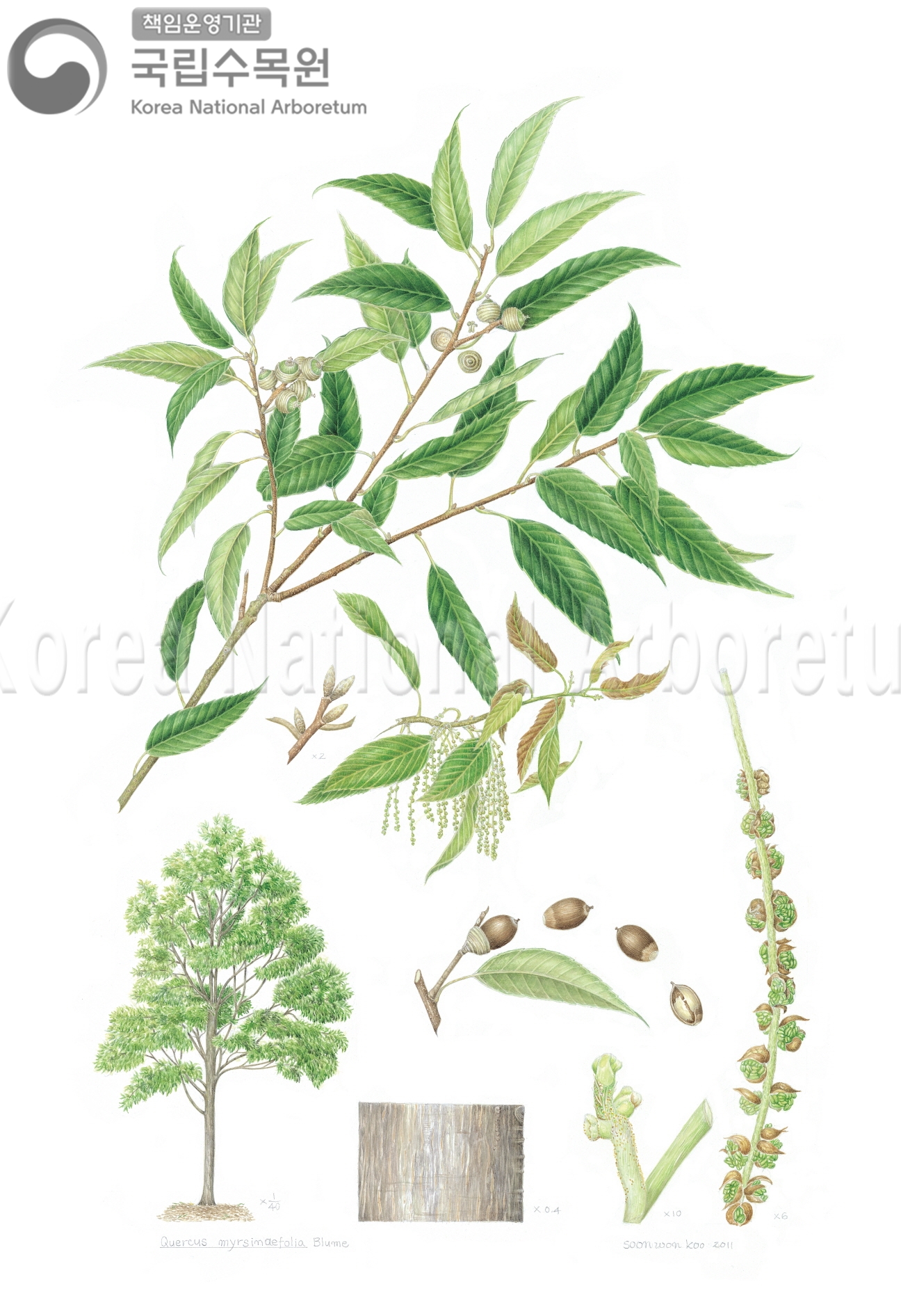 Plant Illustration Detailed View