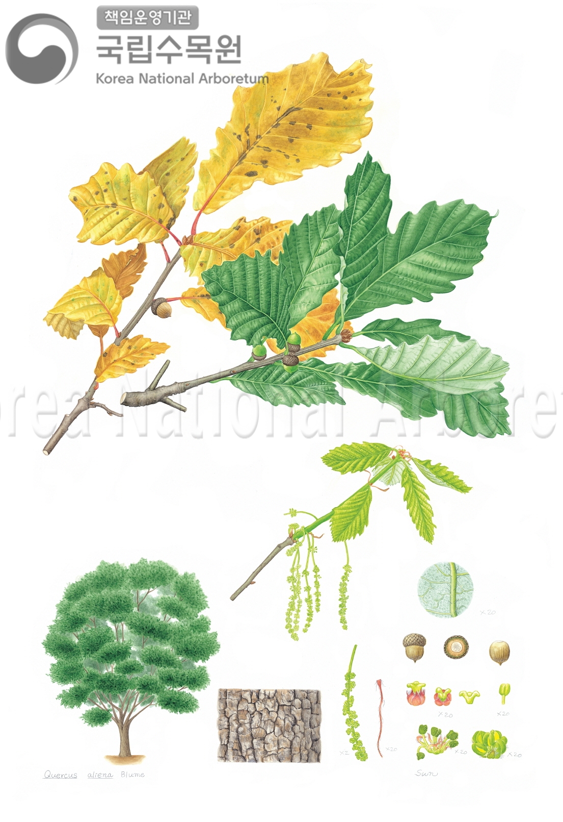 Plant Illustration Detailed View