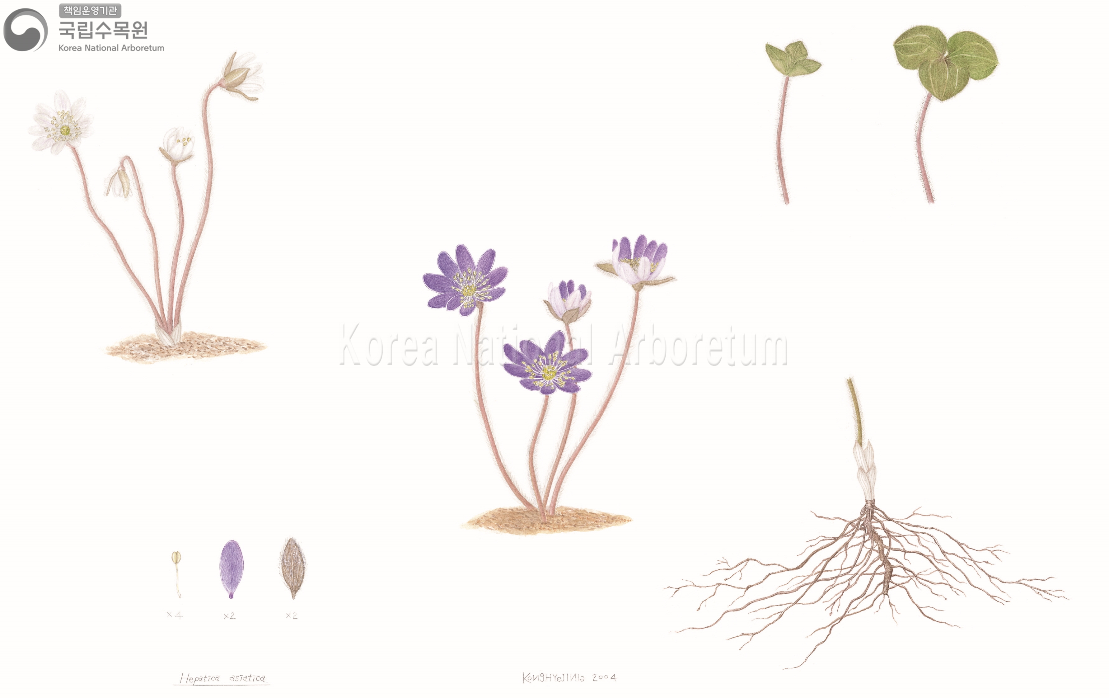 Plant Illustration Detailed View