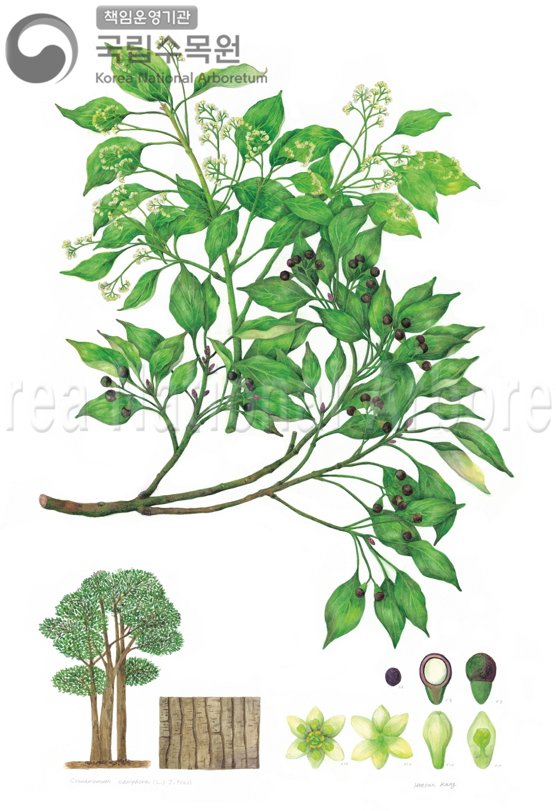 Plant Illustration Detailed View