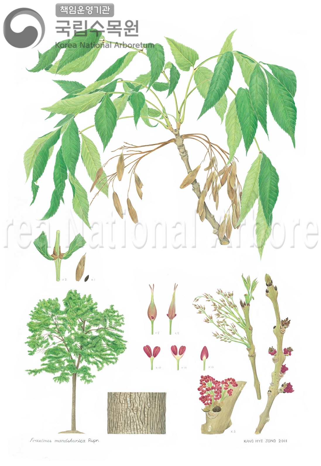 Plant Illustration Detailed View