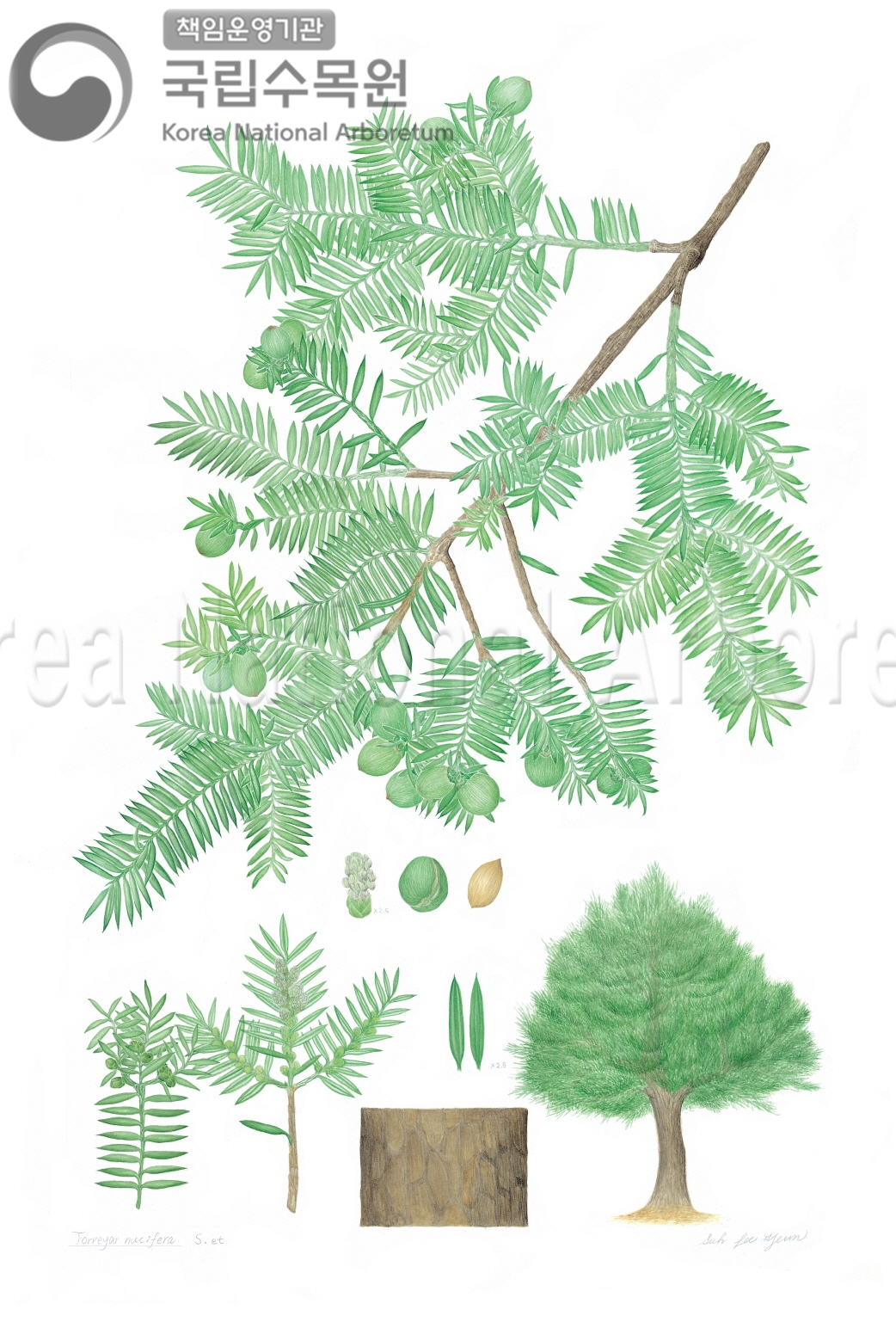 Plant Illustration Detailed View