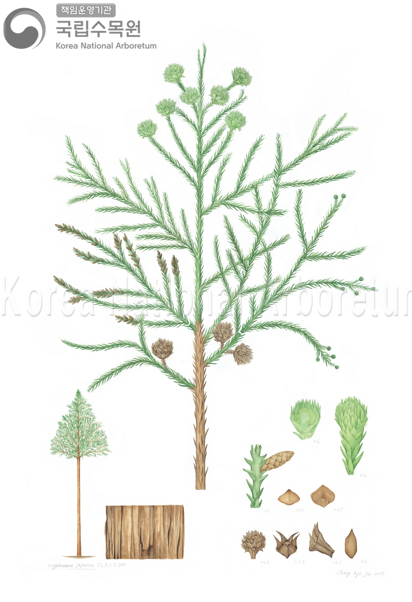 Plant Illustration Detailed View