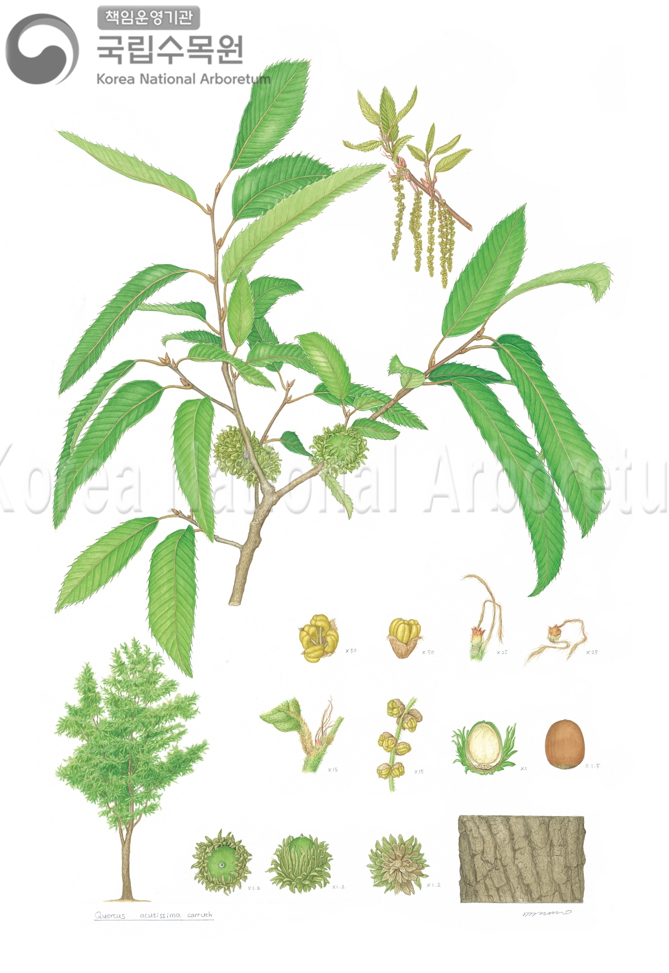 Plant Illustration Detailed View