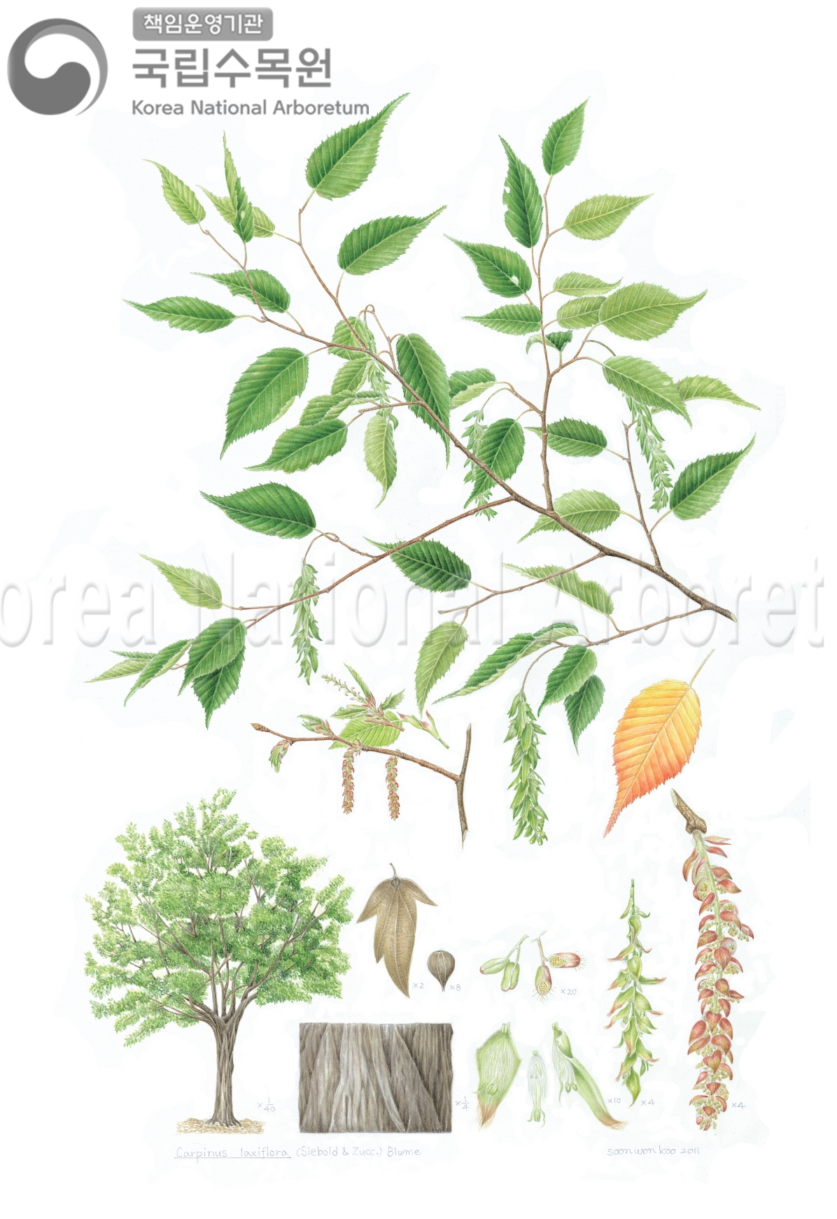 Plant Illustration Detailed View