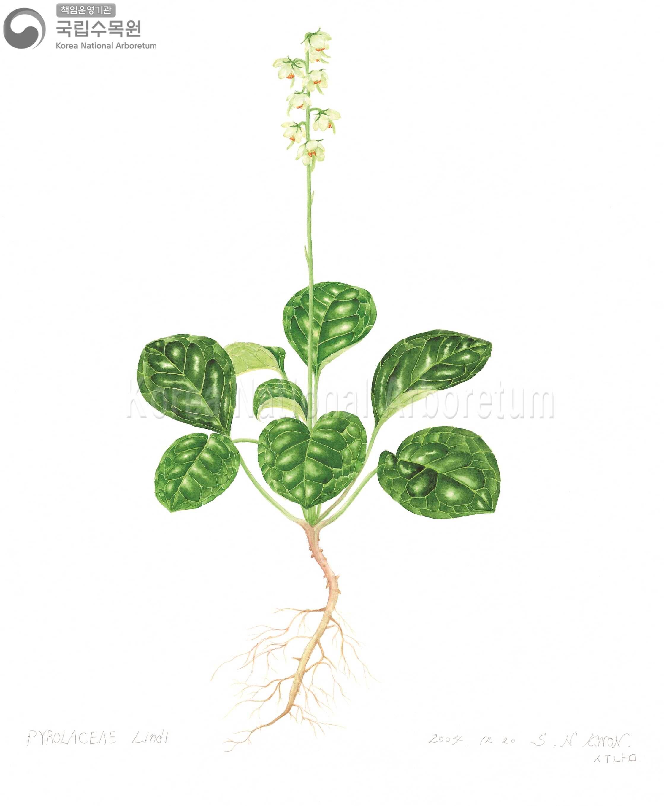 Plant Illustration Detailed View