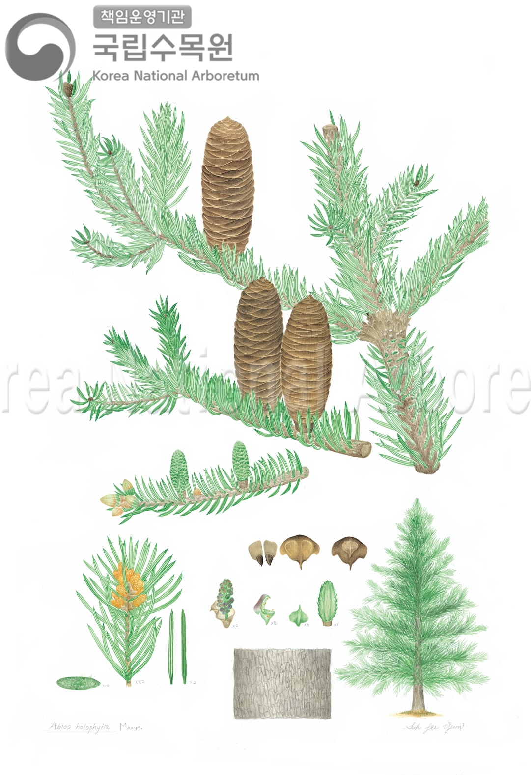 Plant Illustration Detailed View