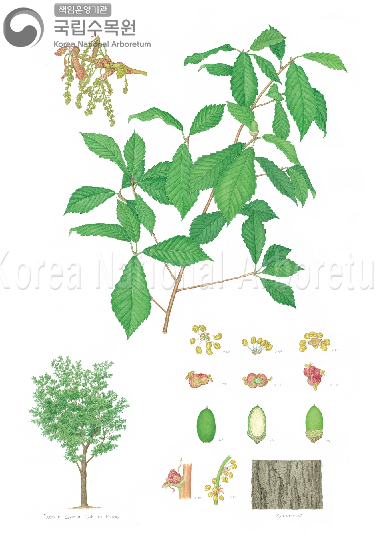 Plant Illustration Detailed View